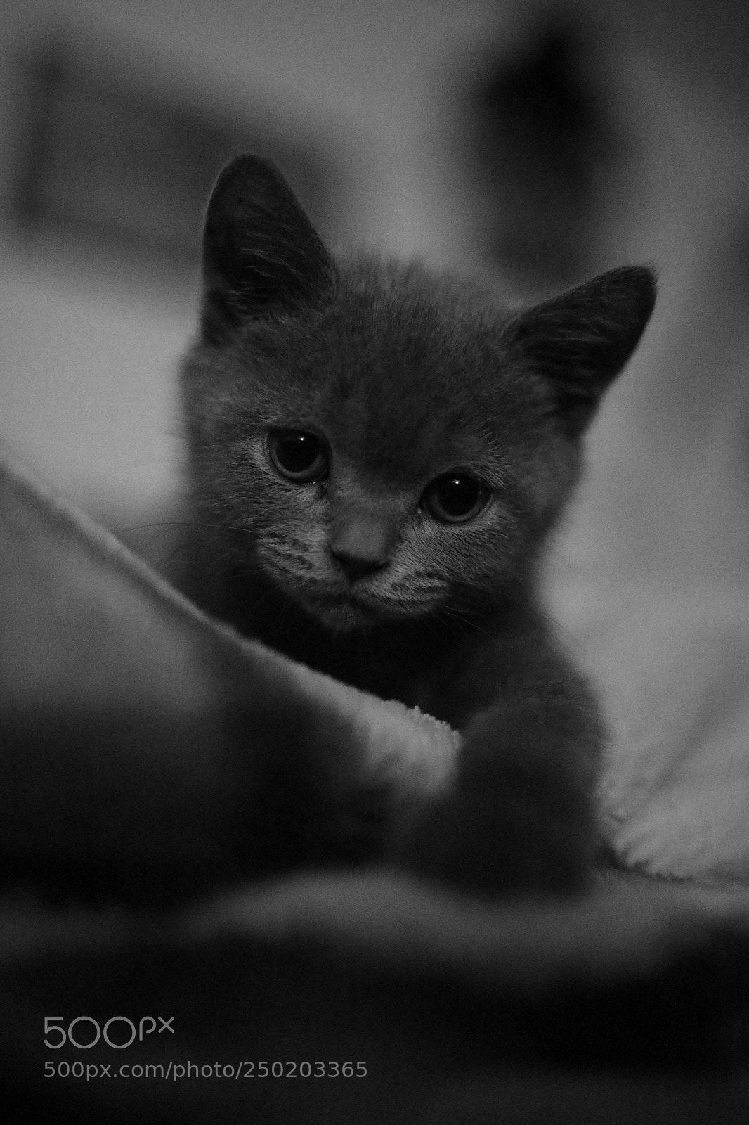 Canon EOS 5D Mark IV sample photo. *** photography