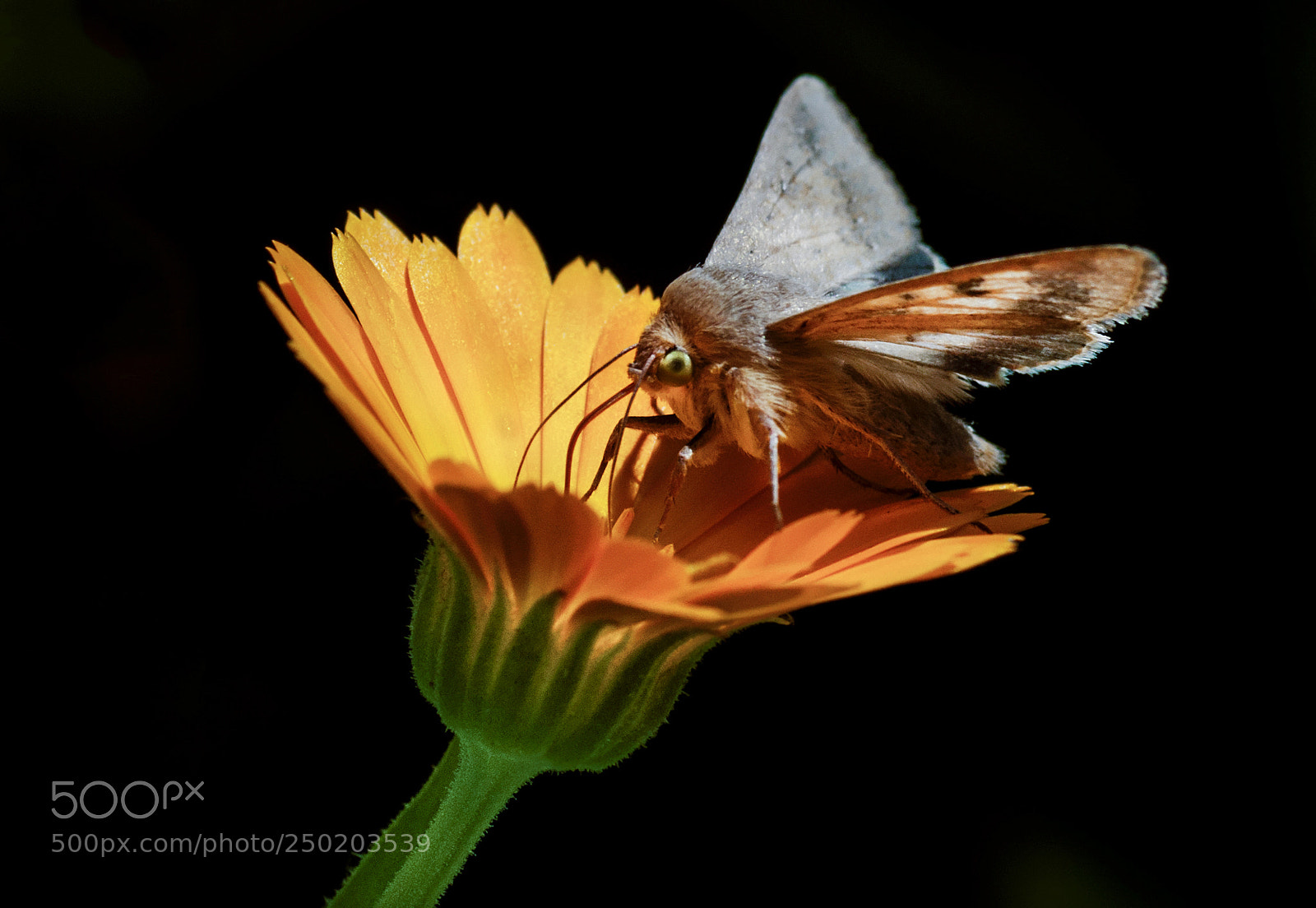 Nikon D90 sample photo. Butterfly photography
