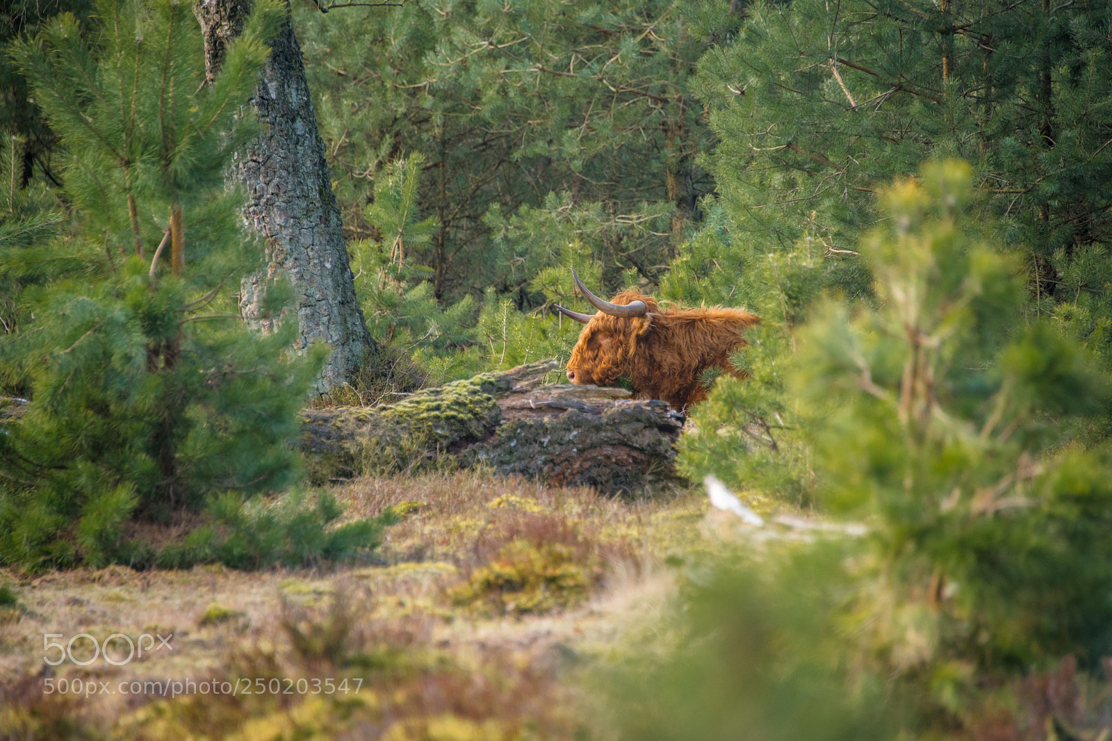 Nikon D850 sample photo. Gelderland road trip adventure photography