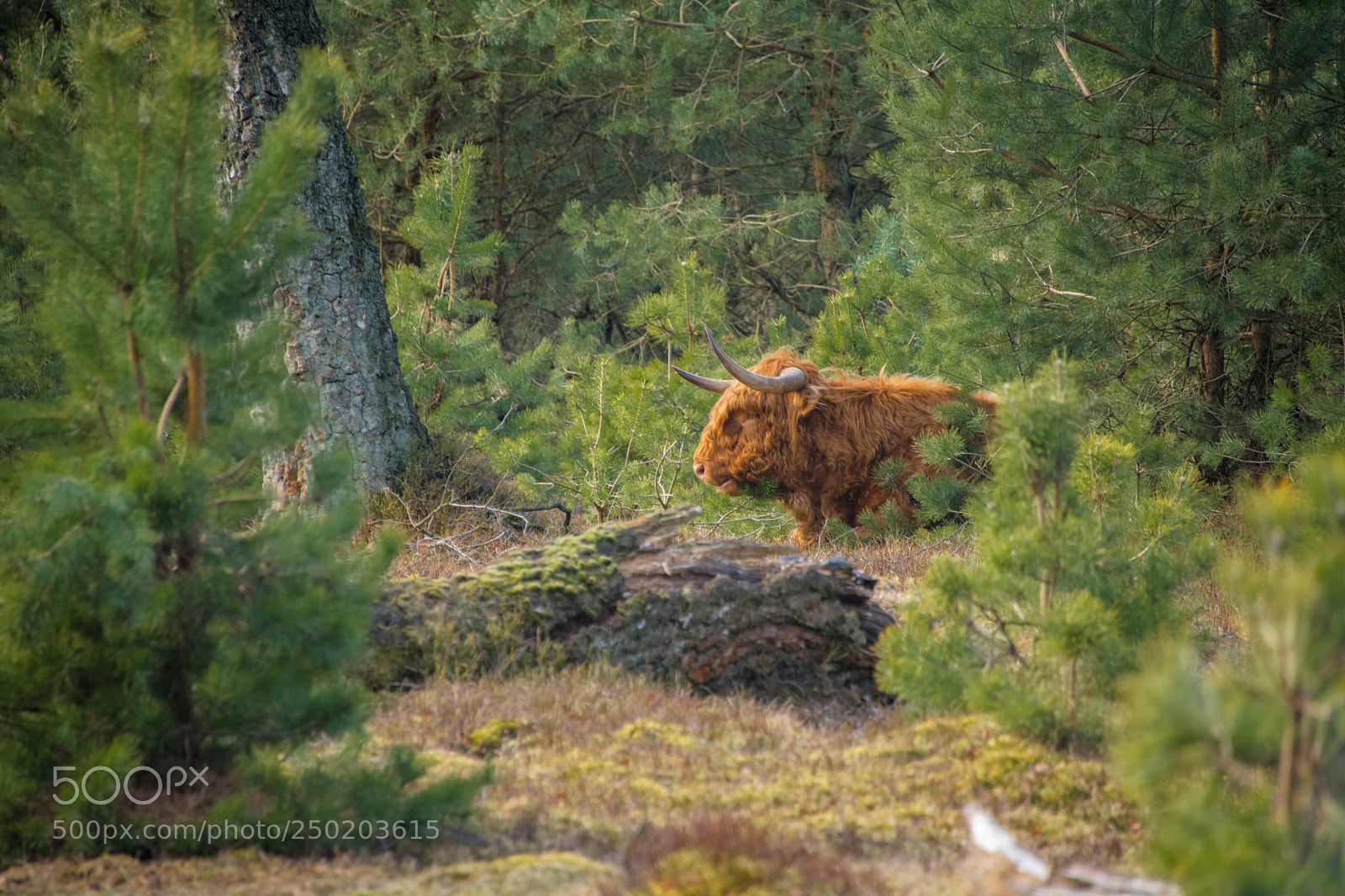 Nikon D850 sample photo. Gelderland road trip adventure photography