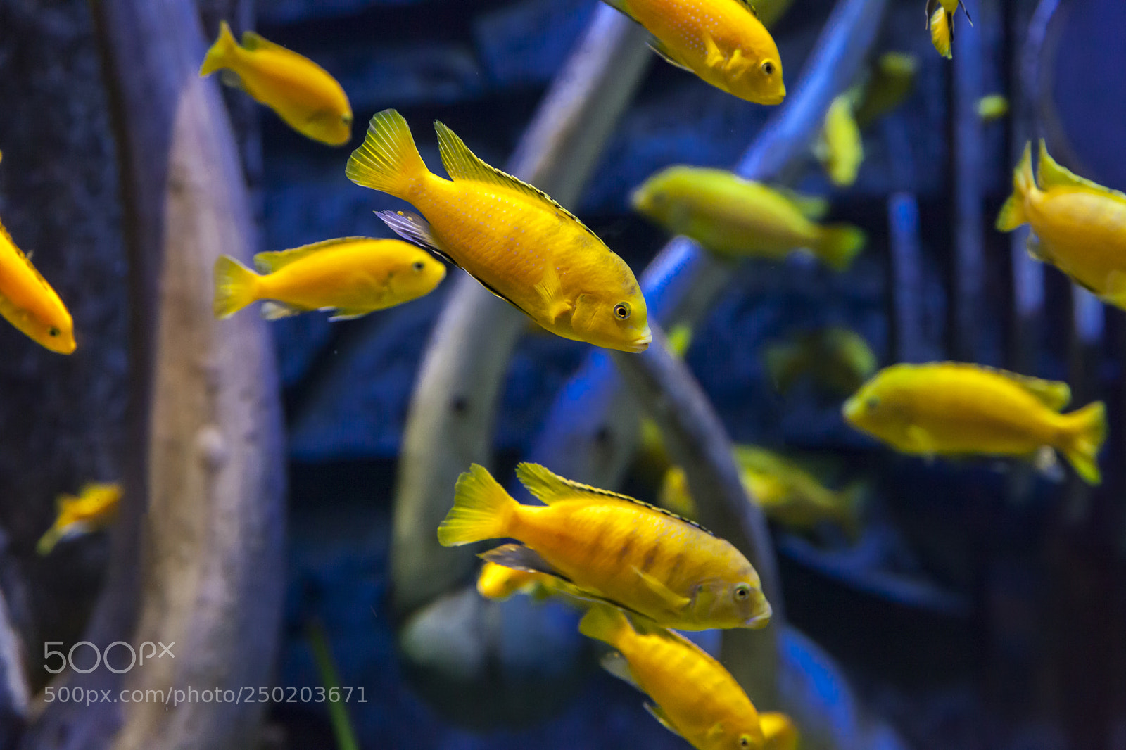 Canon EOS 5D Mark II sample photo. Yellow fish photography