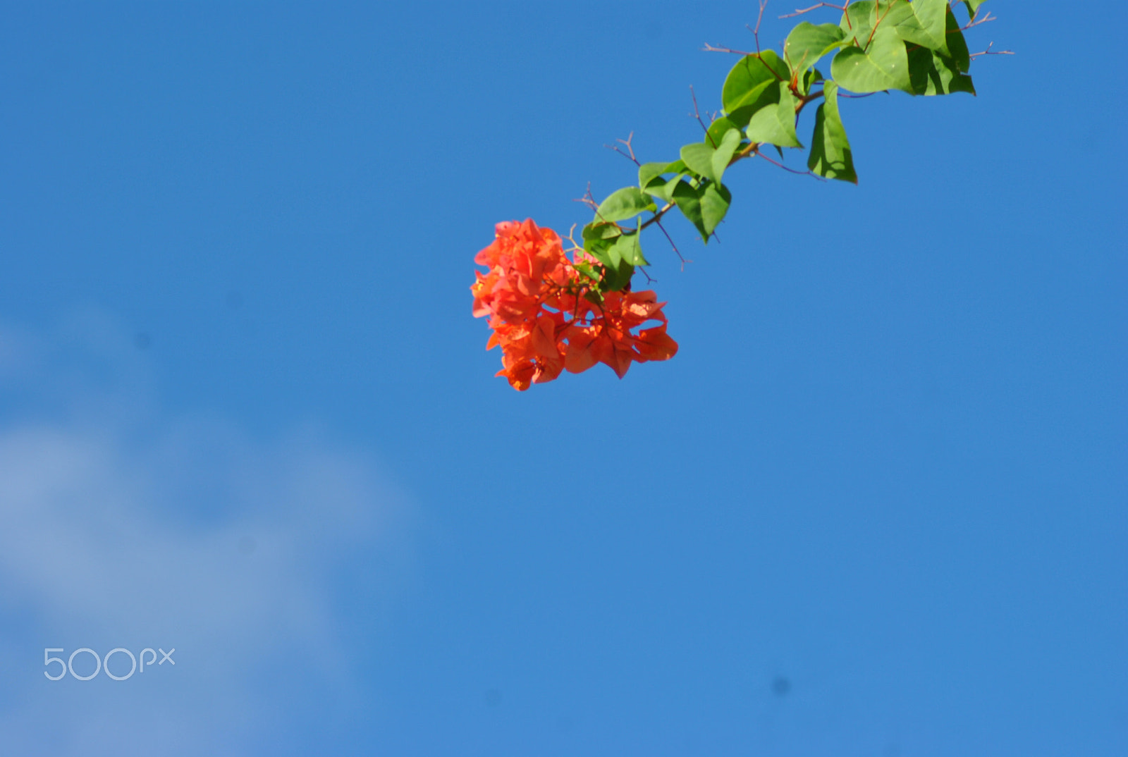 Nikon D3000 sample photo. Sky garden photography