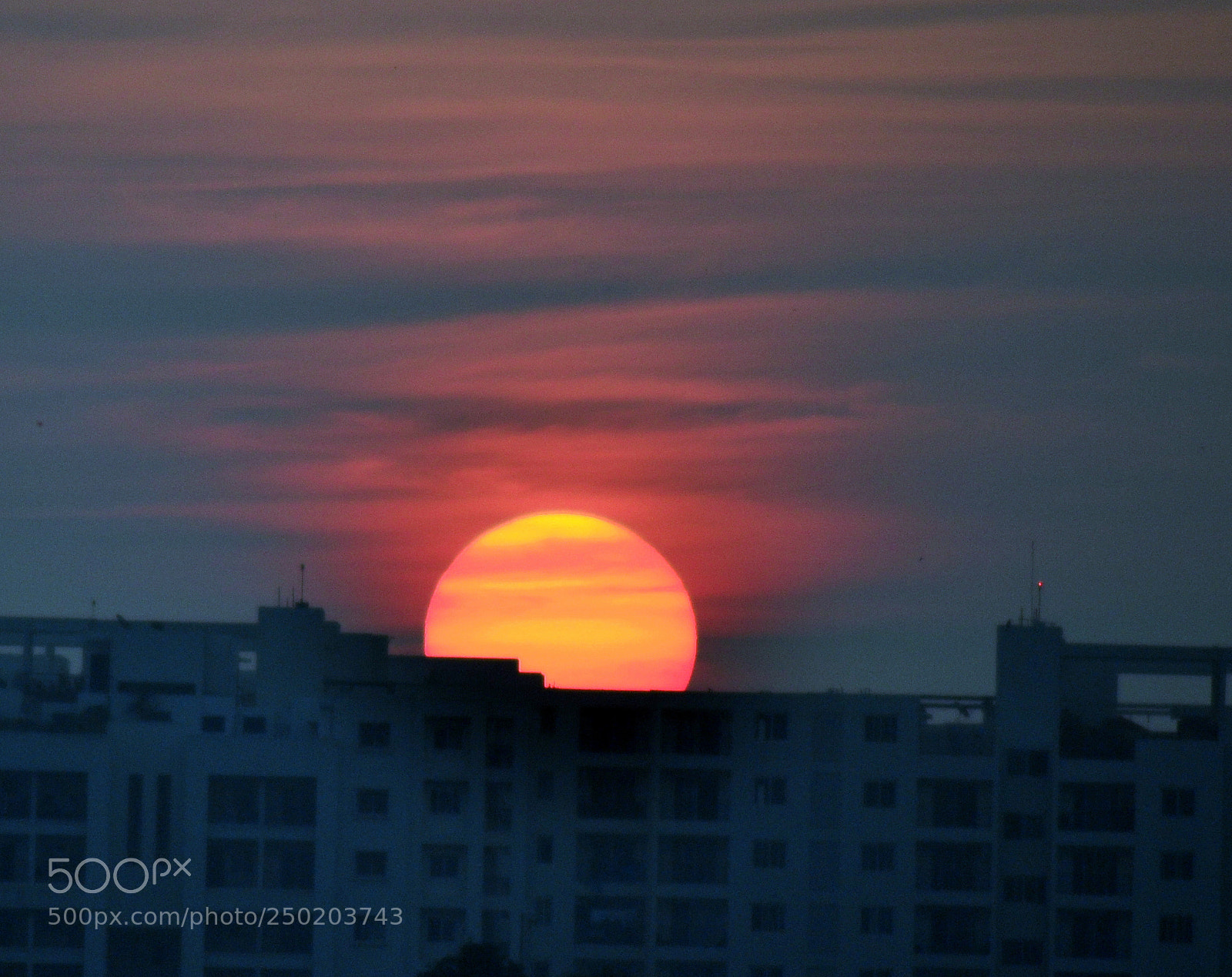 Nikon D3100 sample photo. Edible sun photography