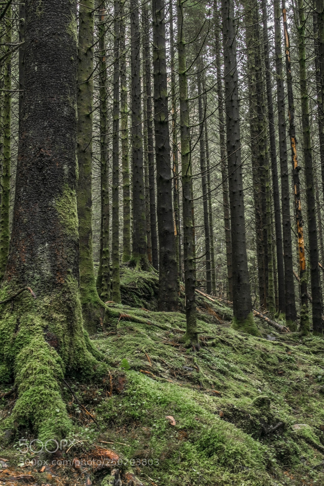 Nikon D5300 sample photo. In the evergreen forest photography