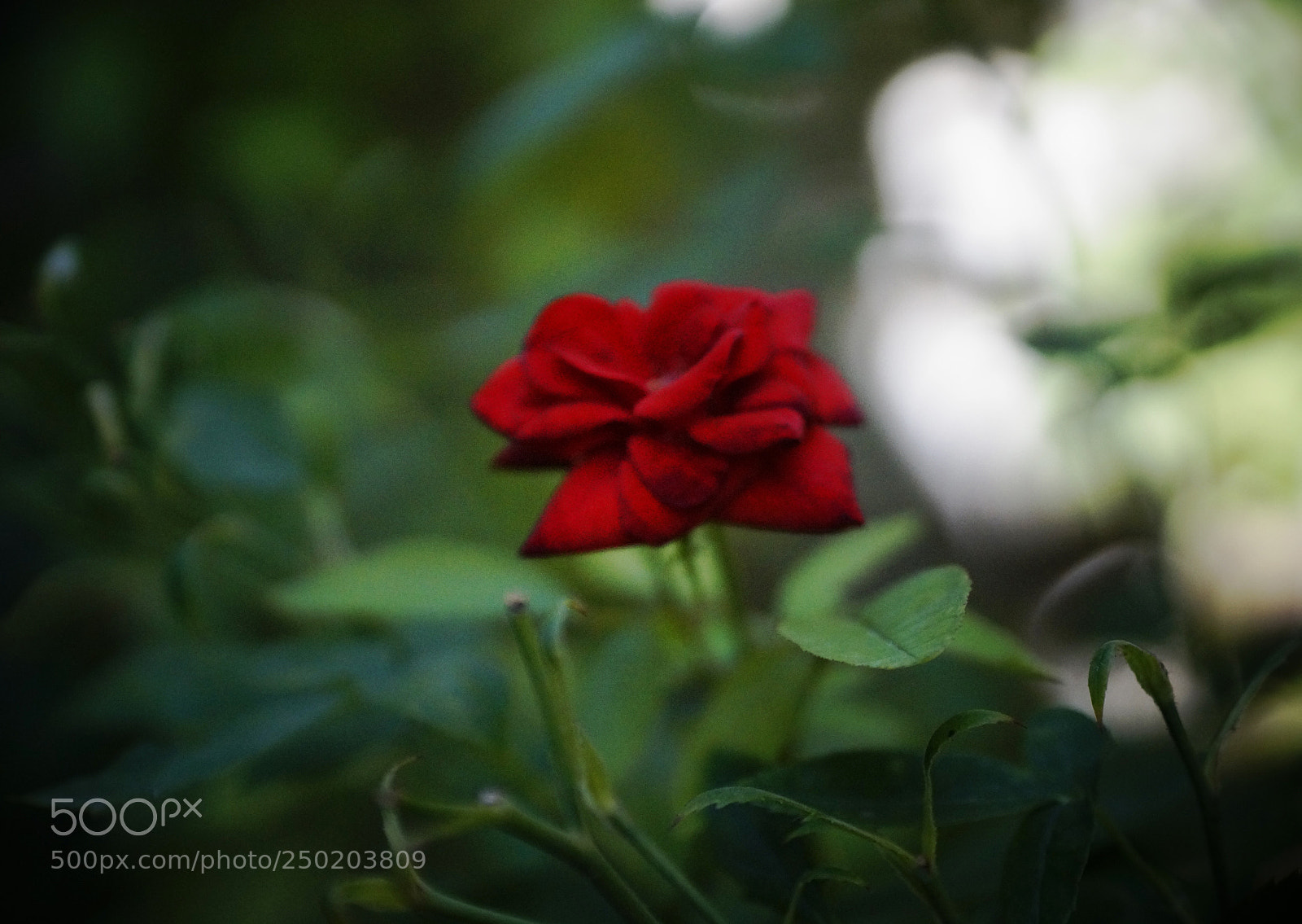 Sony SLT-A58 sample photo. Gül.. photography