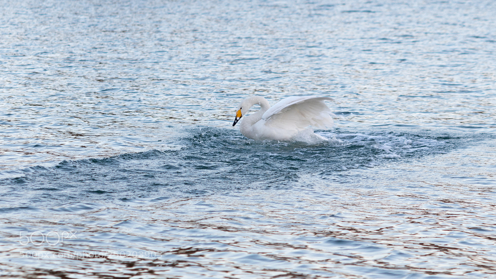 Canon EOS 7D Mark II sample photo. Making a splash photography