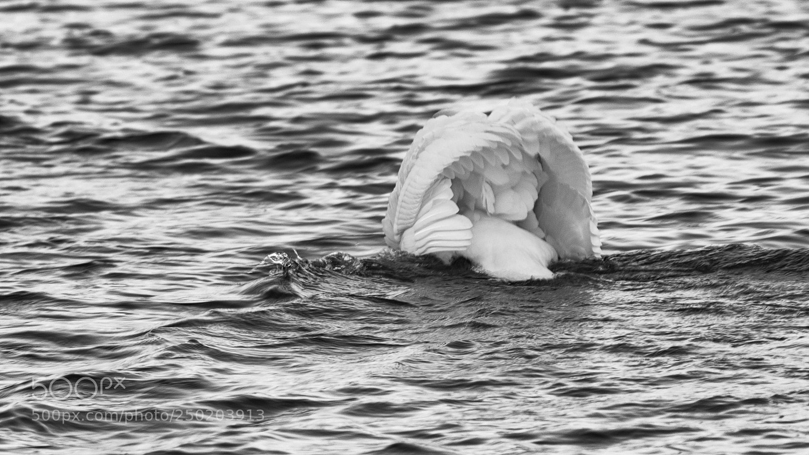 Canon EOS 7D Mark II sample photo. Water ballet photography