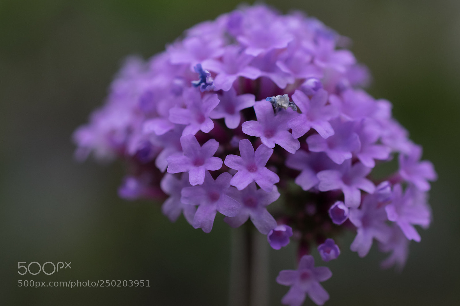 Nikon D5300 sample photo. Verbena flower photography