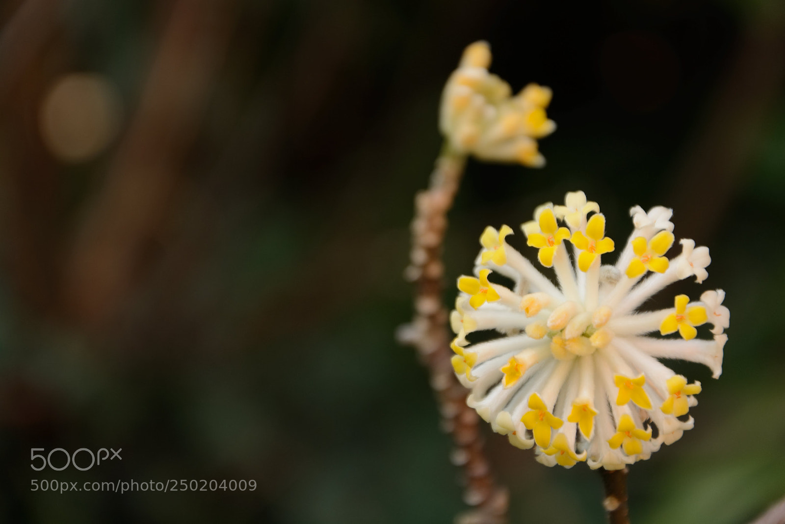 Nikon D5200 sample photo. The glory of the photography