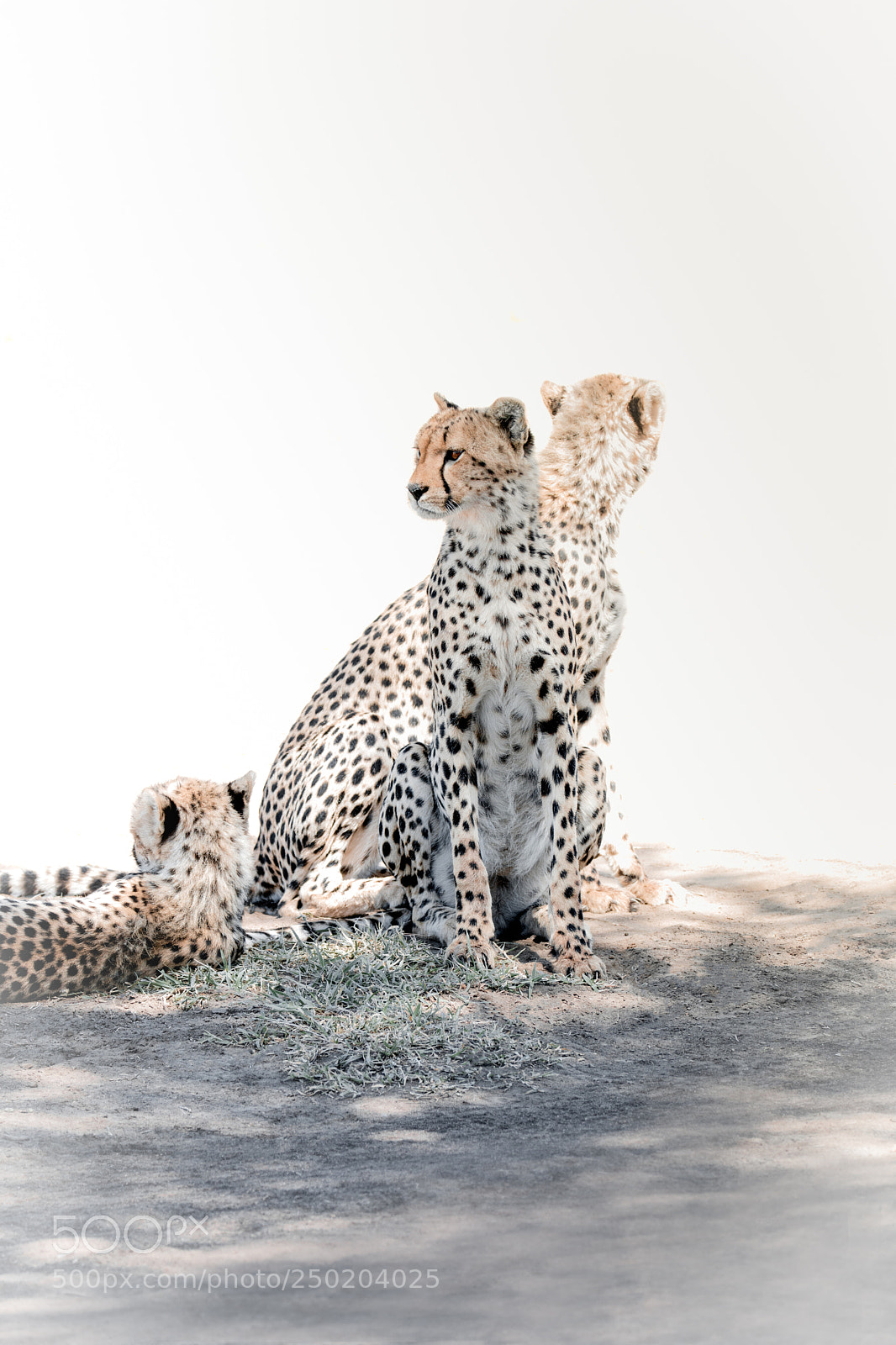 Canon EOS 5D Mark IV sample photo. Cheetahs' rest photography