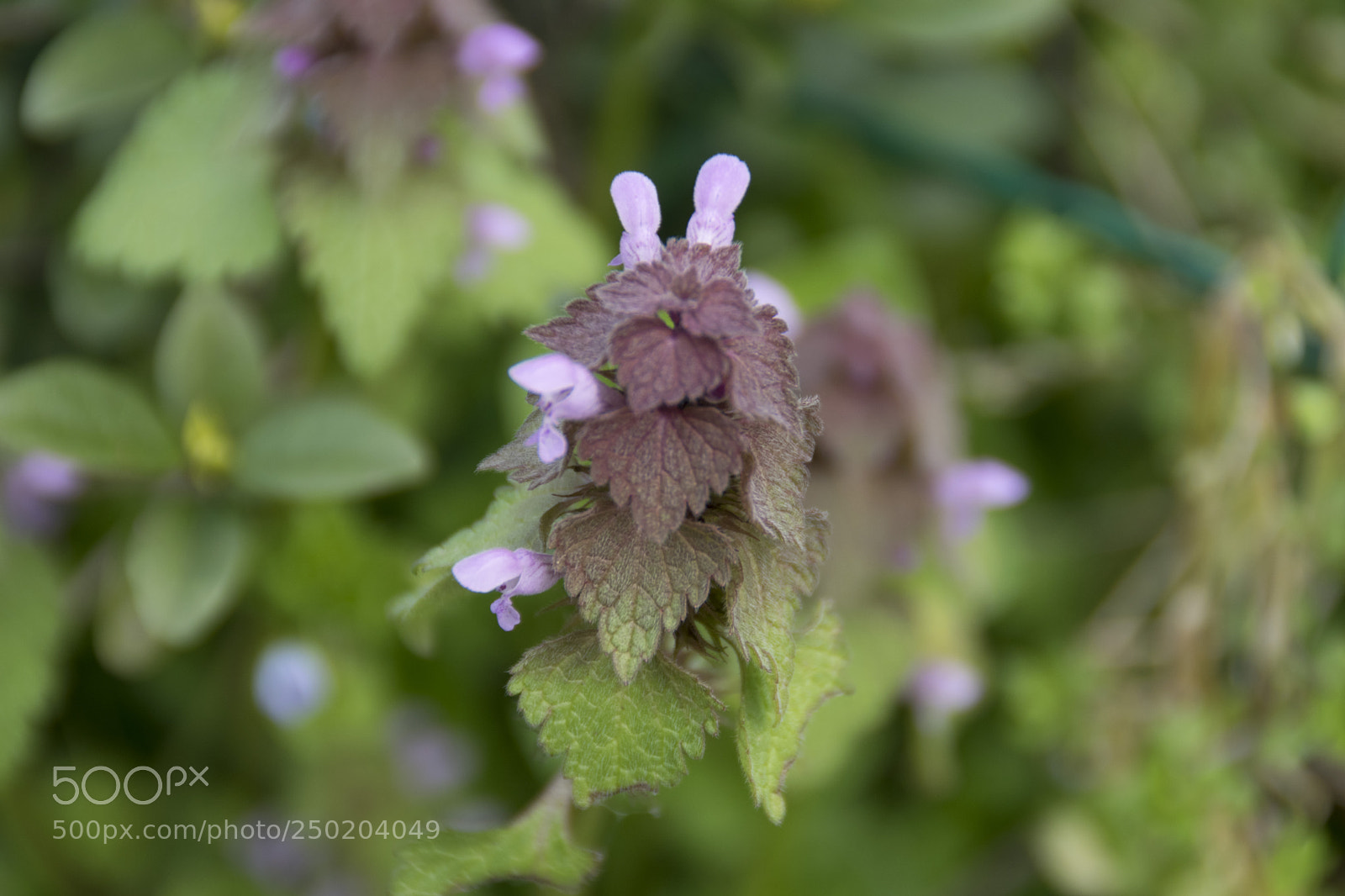 Nikon D3300 sample photo. Welcome springtime ! photography