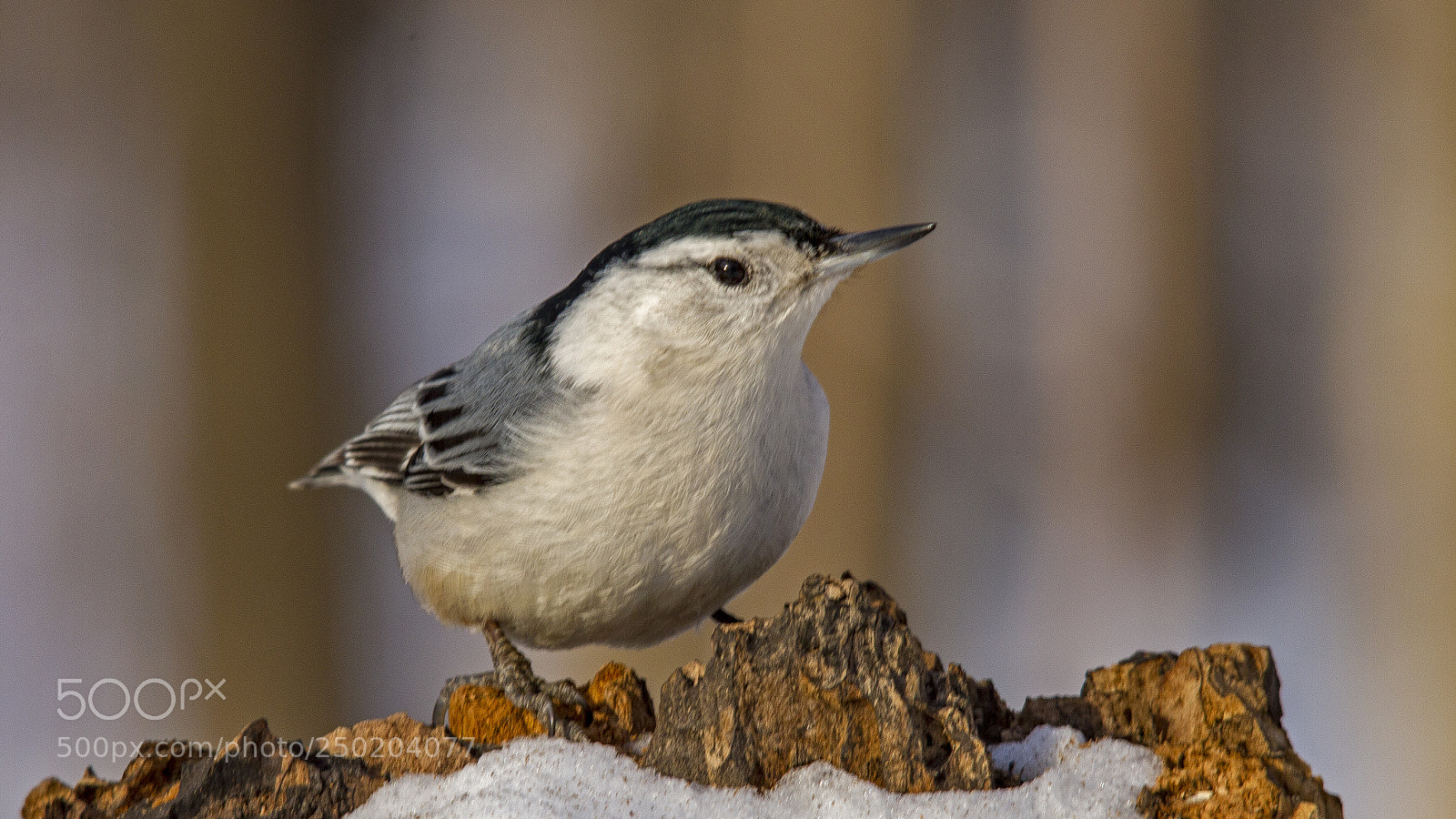 Canon EOS 7D sample photo. White-breasted nuthatch photography
