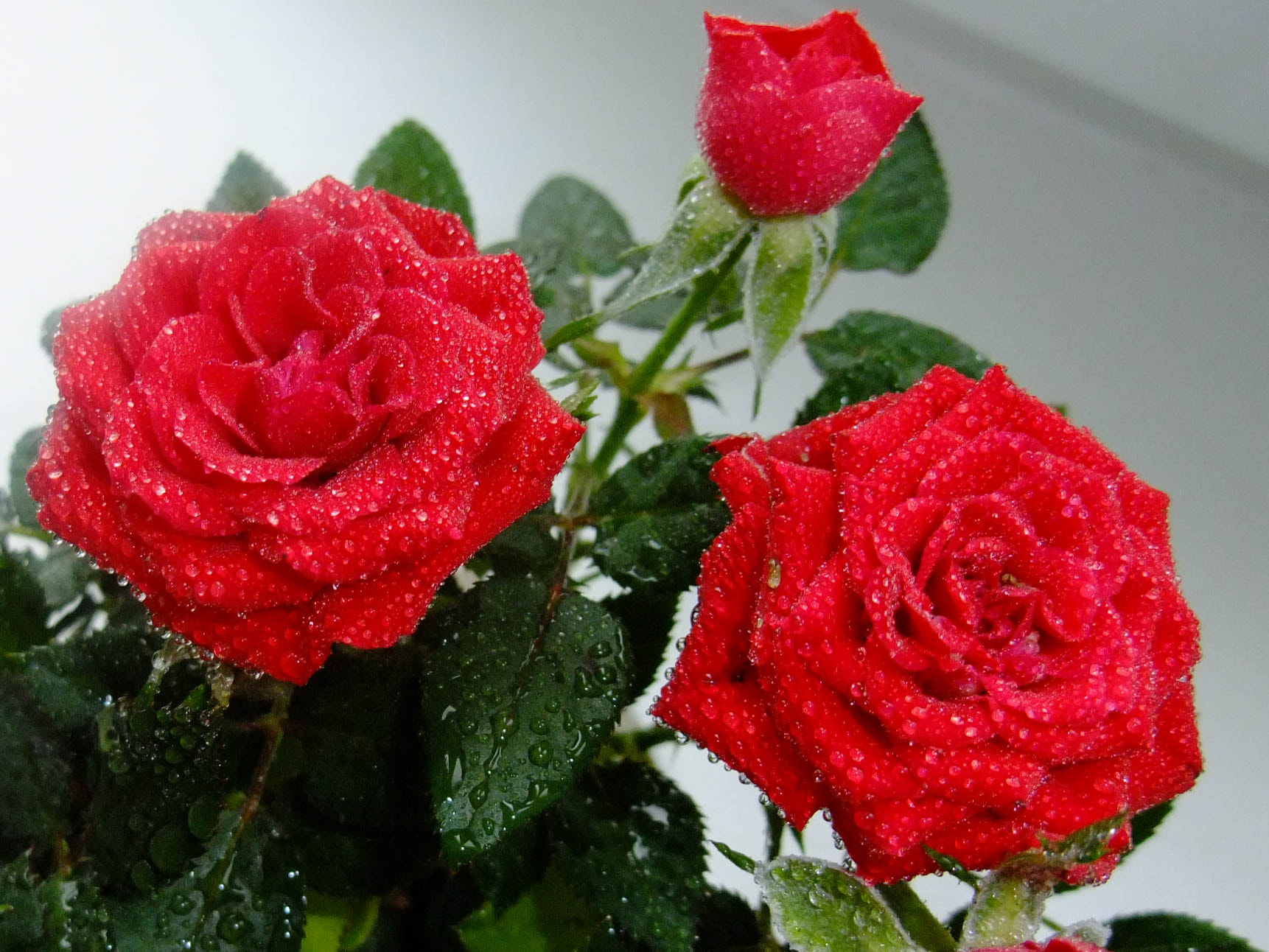 Fujifilm FinePix F200EXR sample photo. Red roses photography