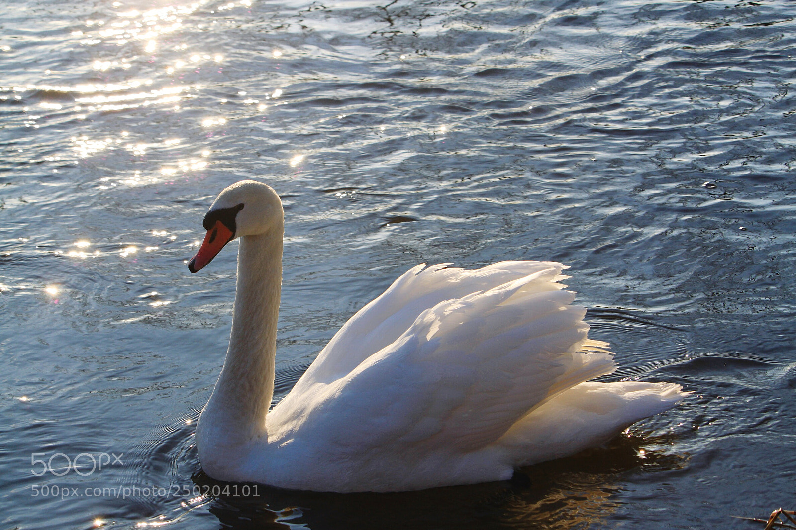 Canon EOS 500D (EOS Rebel T1i / EOS Kiss X3) sample photo. White swan photography