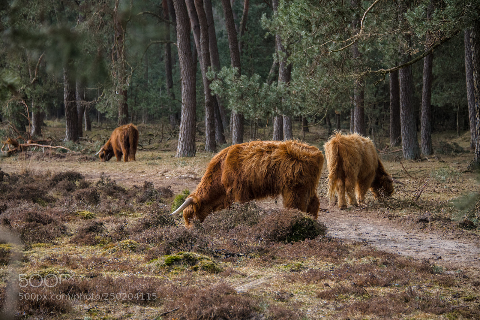 Nikon D850 sample photo. Gelderland road trip adventure photography