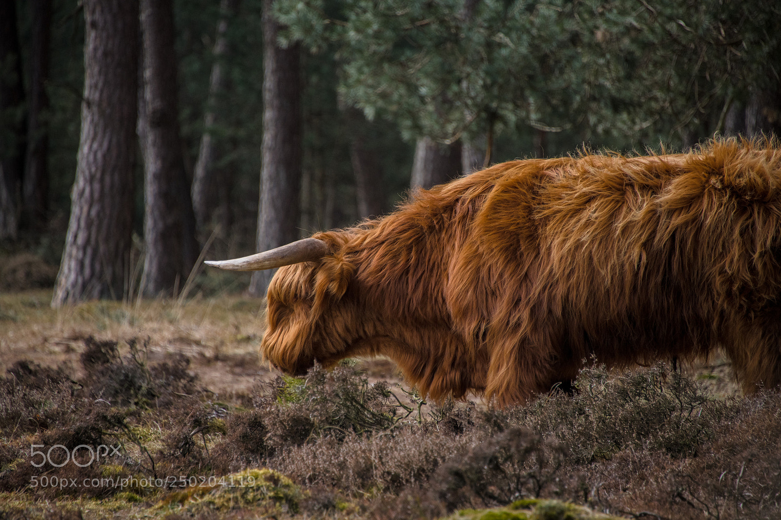 Nikon D850 sample photo. Gelderland road trip adventure photography