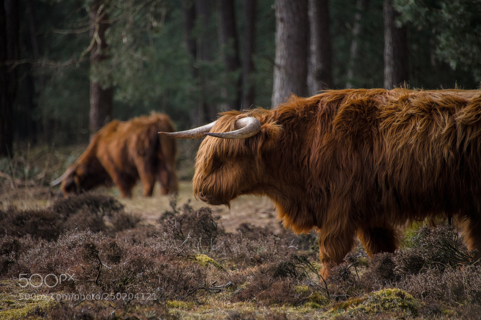 Nikon D850 sample photo. Gelderland road trip adventure photography