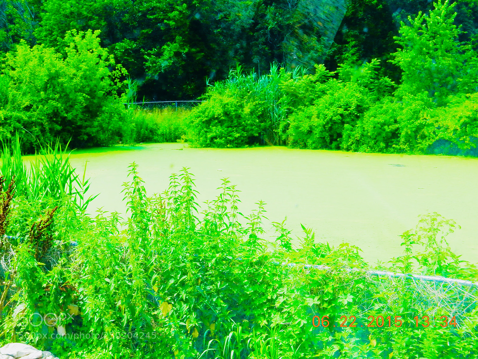 Nikon Coolpix S9900 sample photo. Shreks pond photography