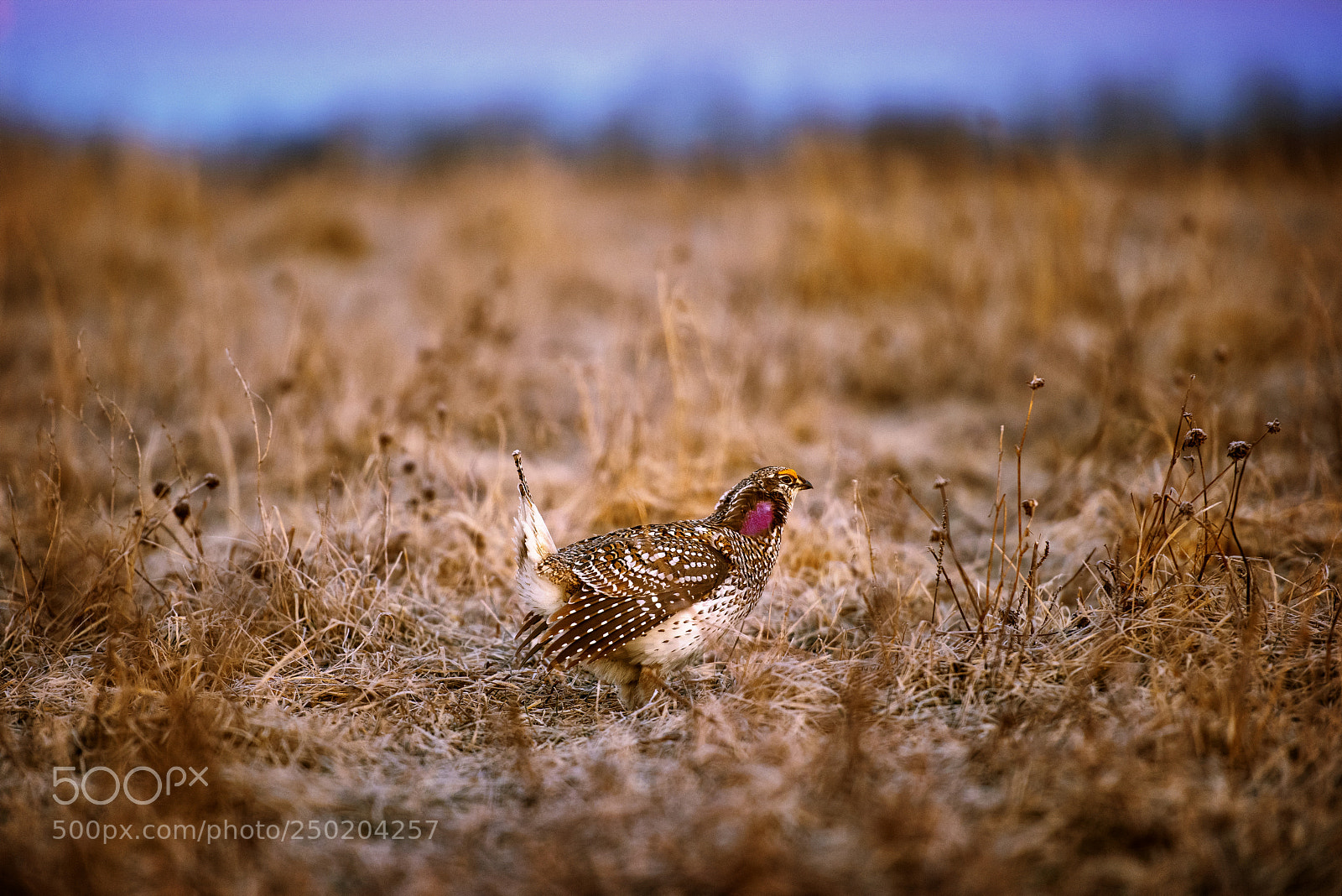 Nikon D810 sample photo. Stroll on the lek. photography