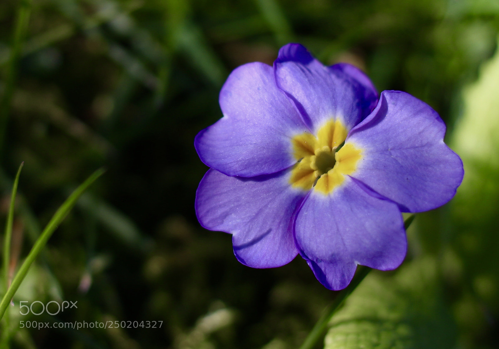 Canon EOS 100D (EOS Rebel SL1 / EOS Kiss X7) sample photo. Macro spring! photography