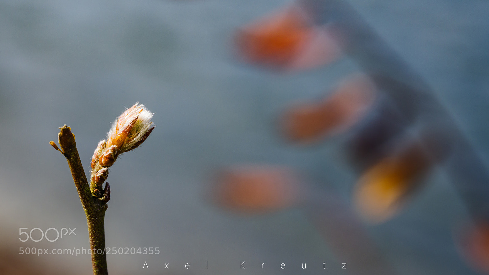 Pentax K-3 II sample photo. Springtime photography