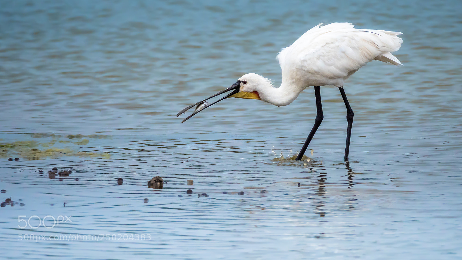 Panasonic Lumix DC-G9 sample photo. Spoonbill photography