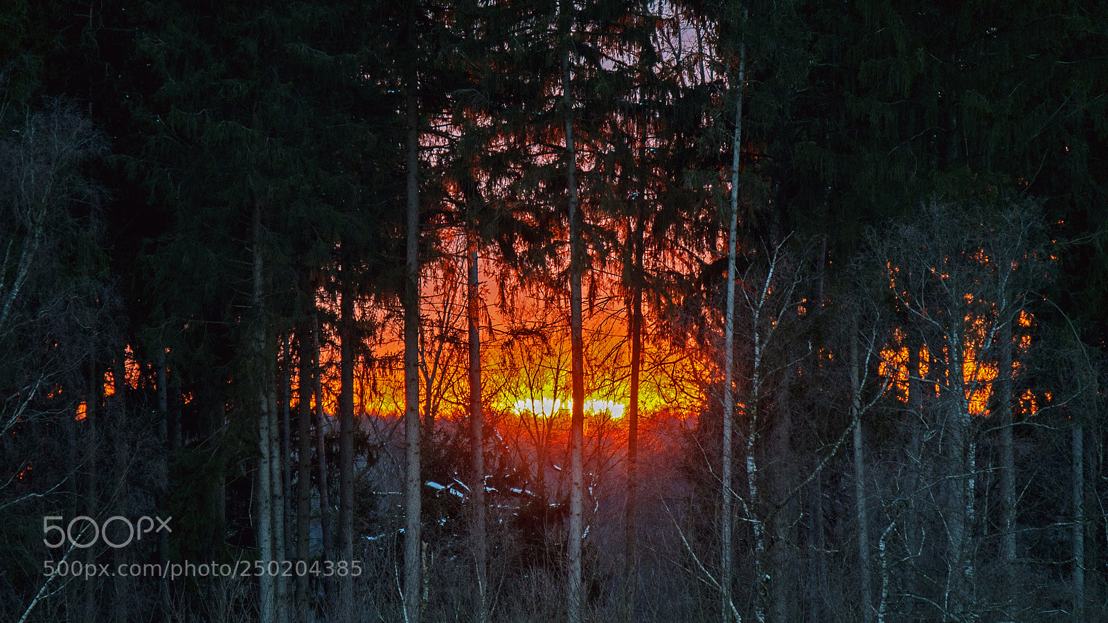 Nikon D500 sample photo. The burning trees! photography