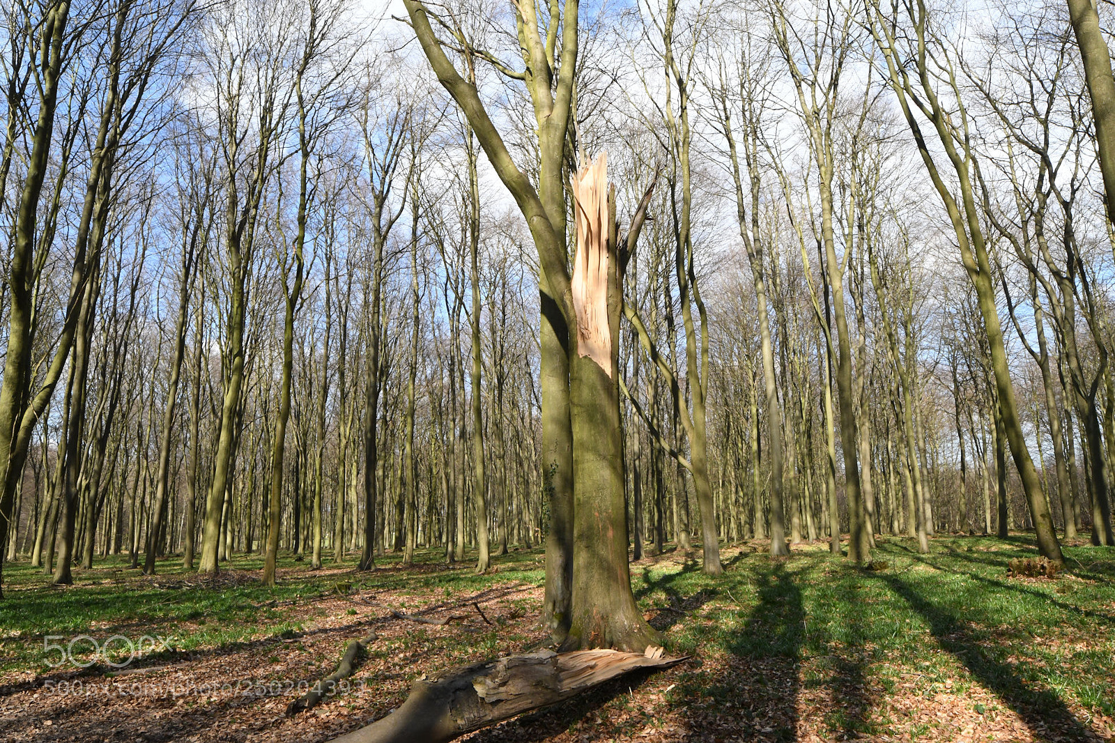 Nikon D500 sample photo. Fallen photography