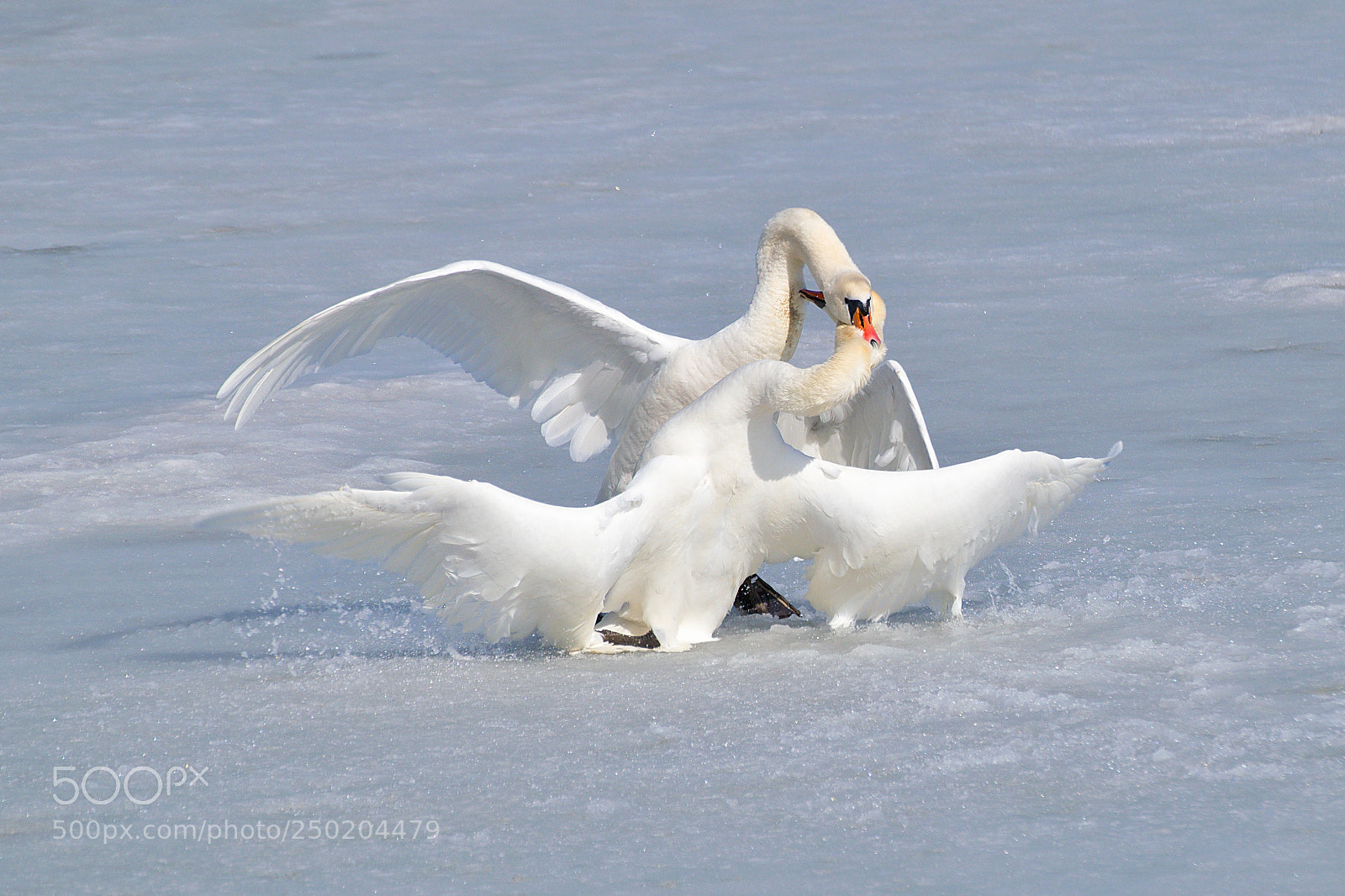 Nikon D5300 sample photo. Fight or courtship photography