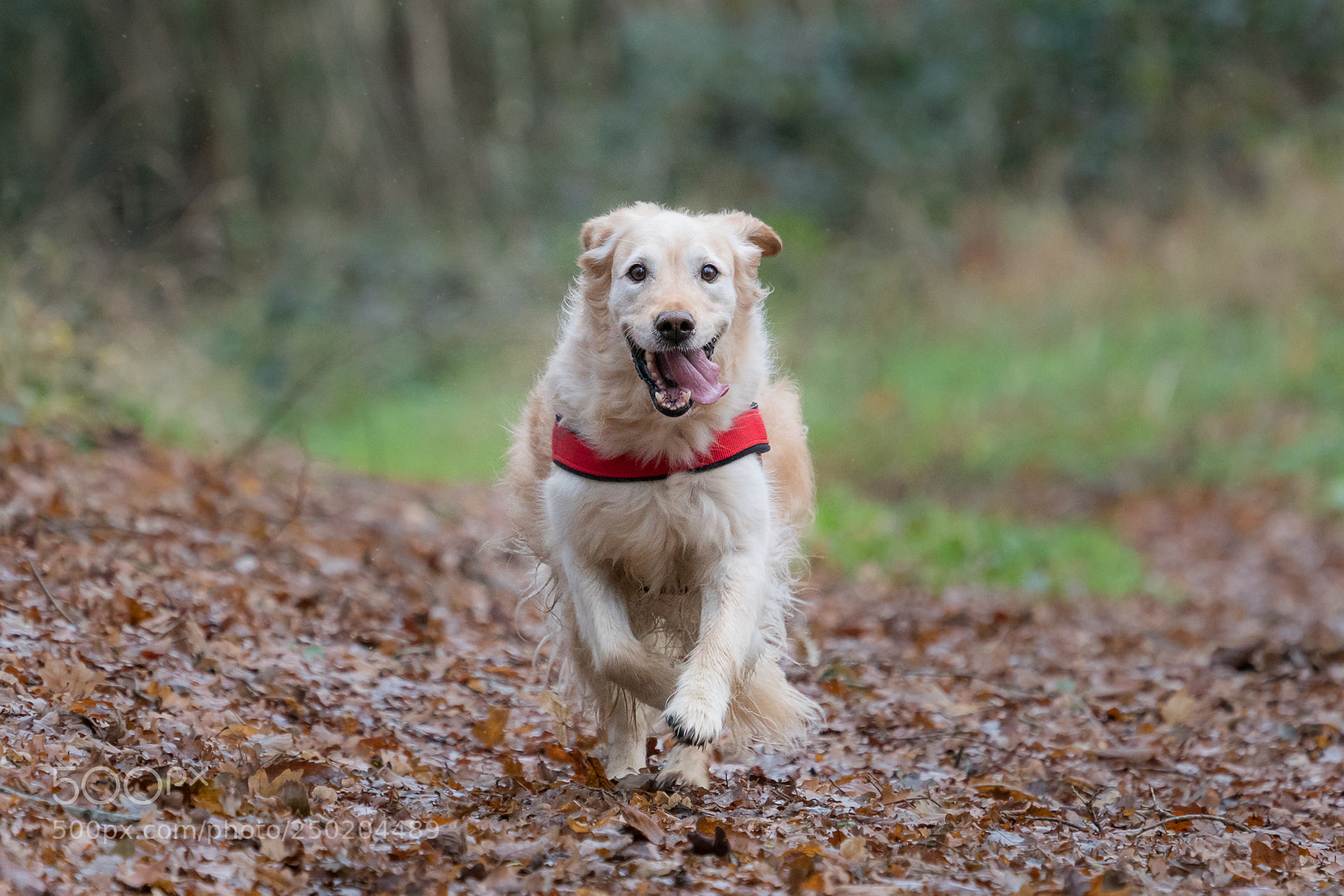 Sony a6300 sample photo. Golden retriever photography