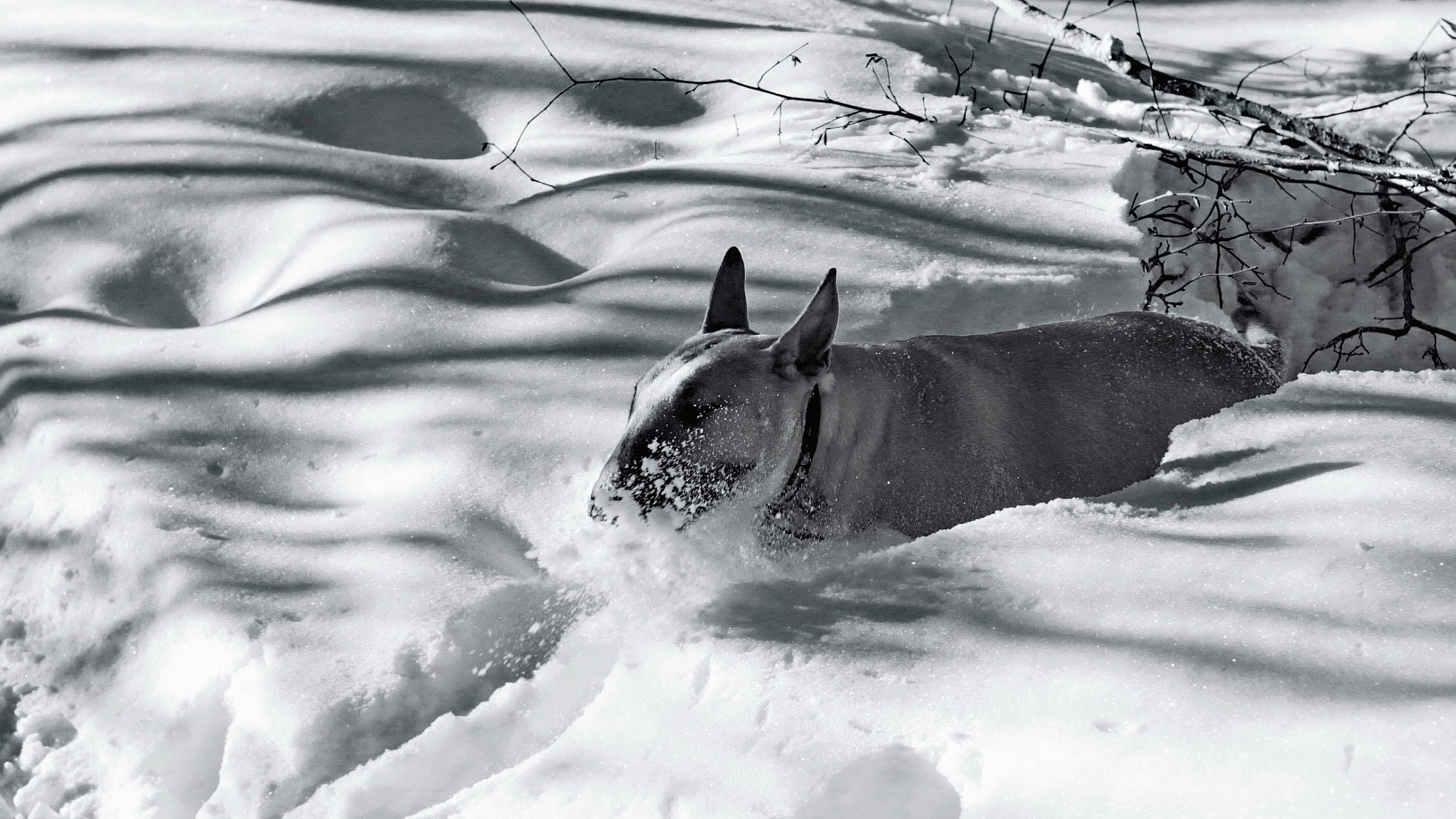 Canon EOS sample photo. Bull&snow photography