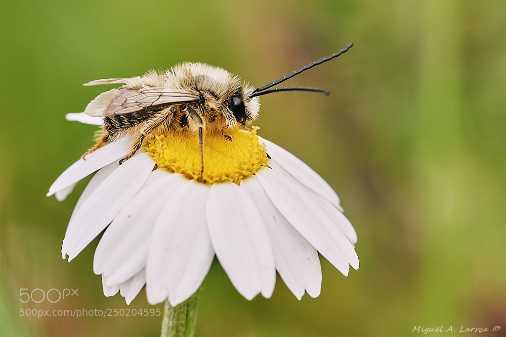 Sony ILCA-77M2 sample photo. Eucera longicornis photography