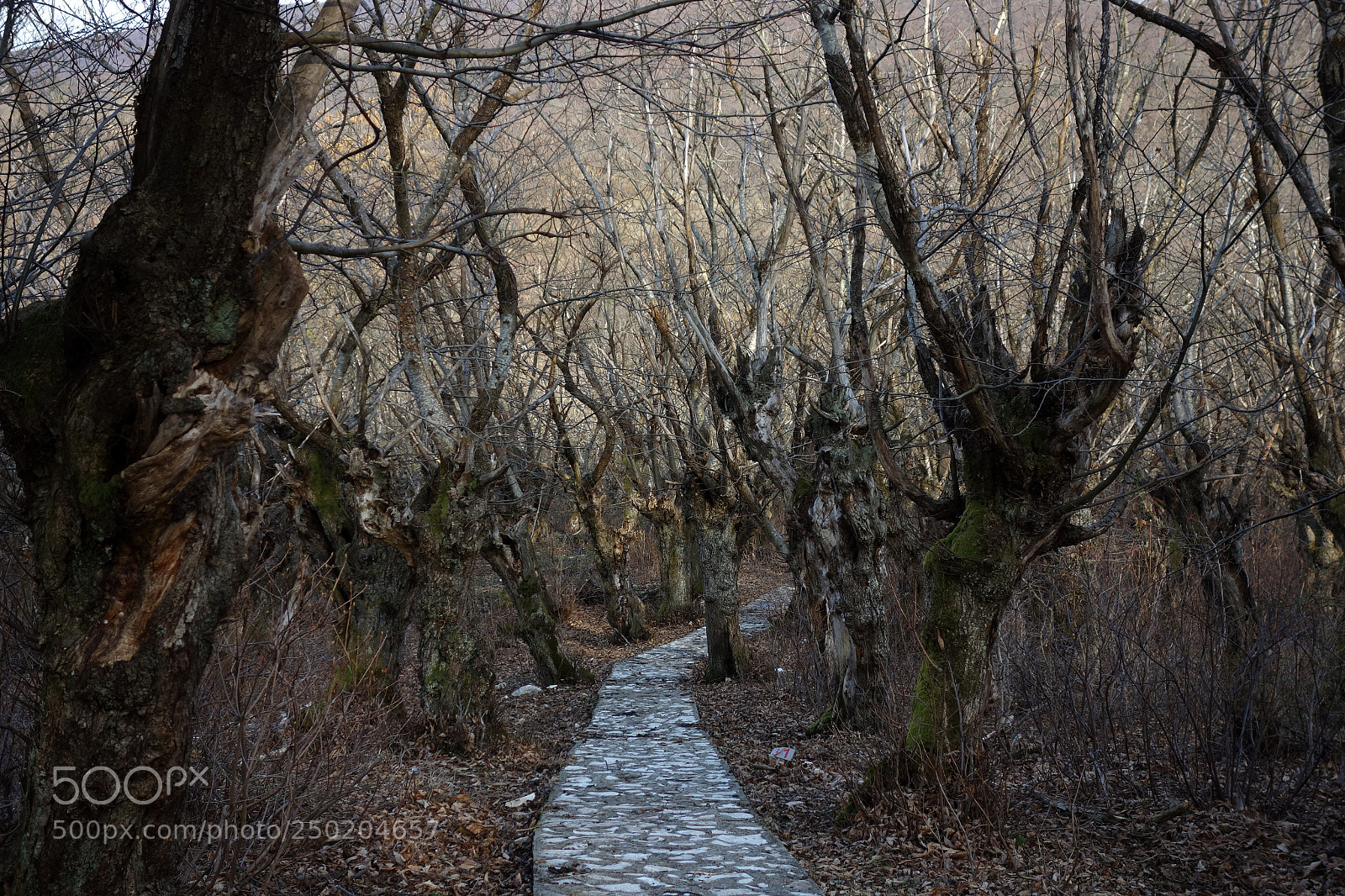 Sony Cyber-shot DSC-RX100 sample photo. Path into enchanted forest photography