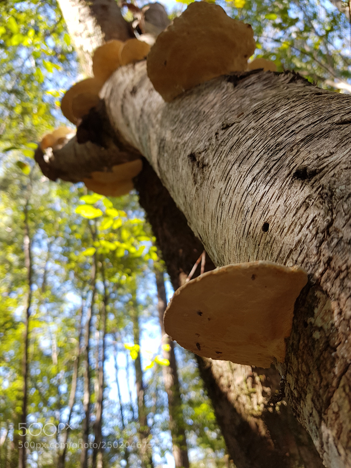 Samsung Galaxy S7 Edge sample photo. Tree photography