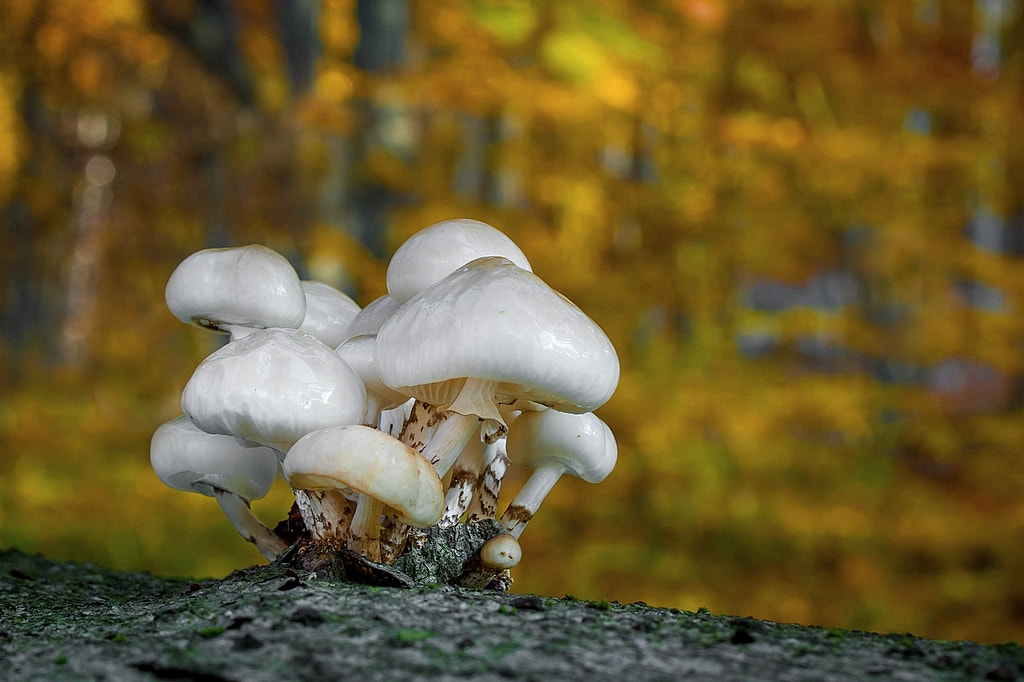 Olympus E-330 (EVOLT E-330) sample photo. Oudemansiella mucida ( porcelain fungus) photography
