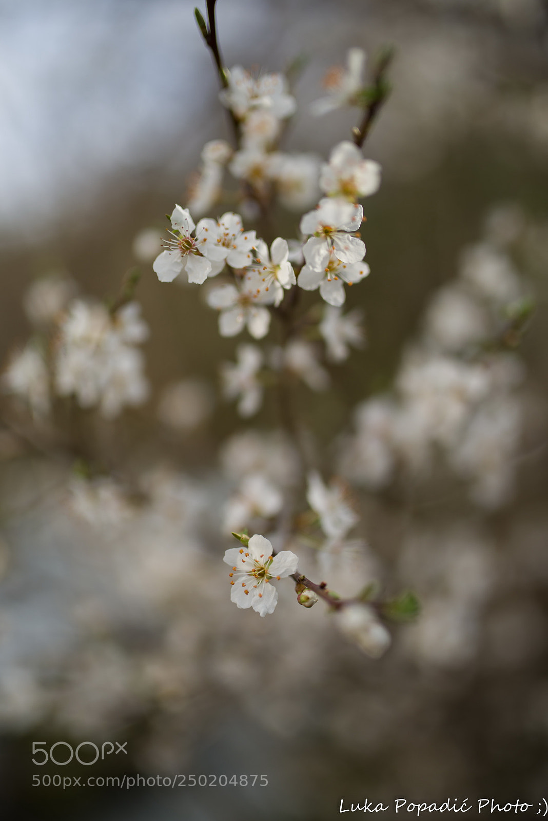 Pentax K-1 sample photo. Flower photography