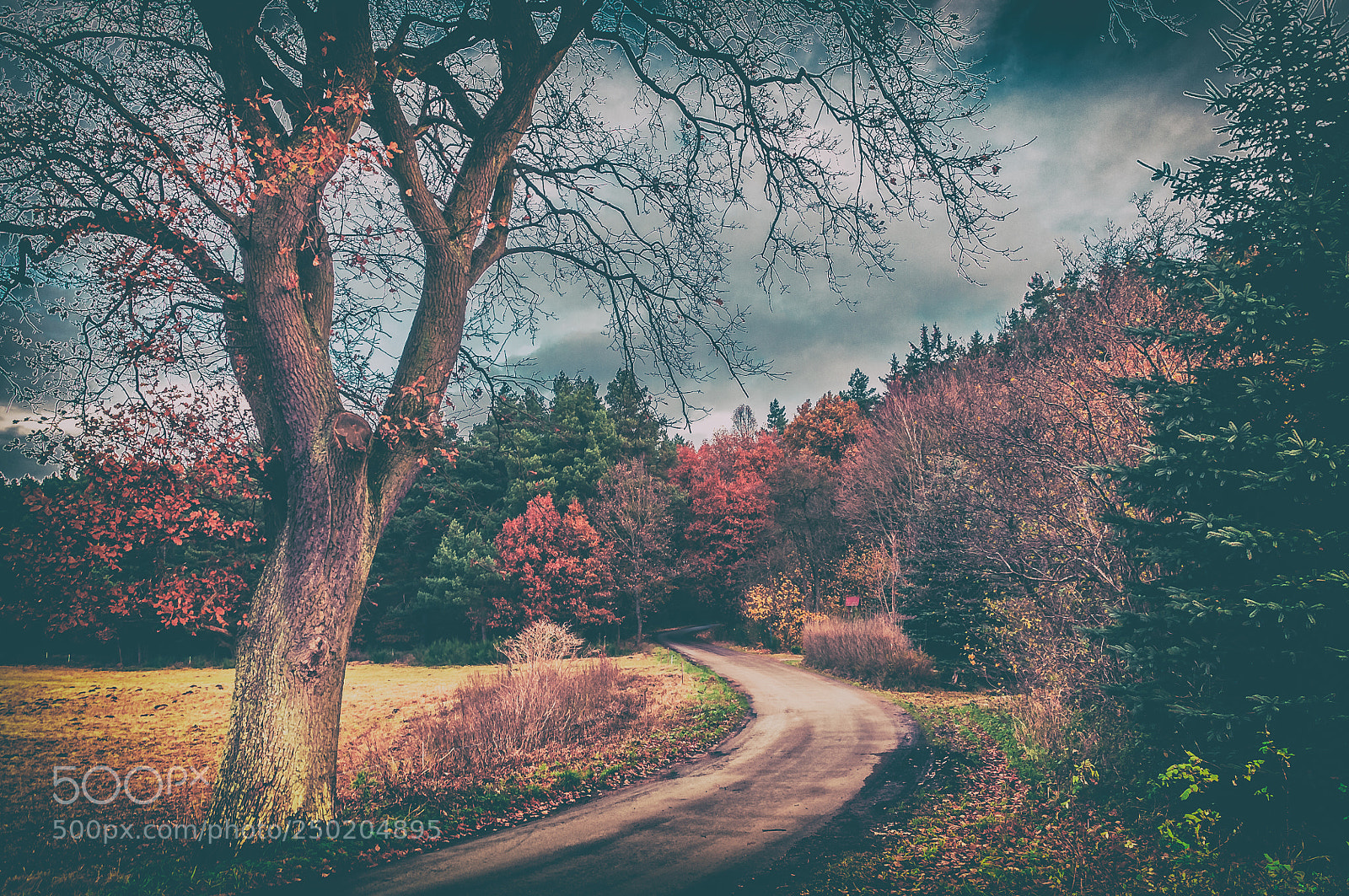 Nikon D300S sample photo. Golden autumn photography