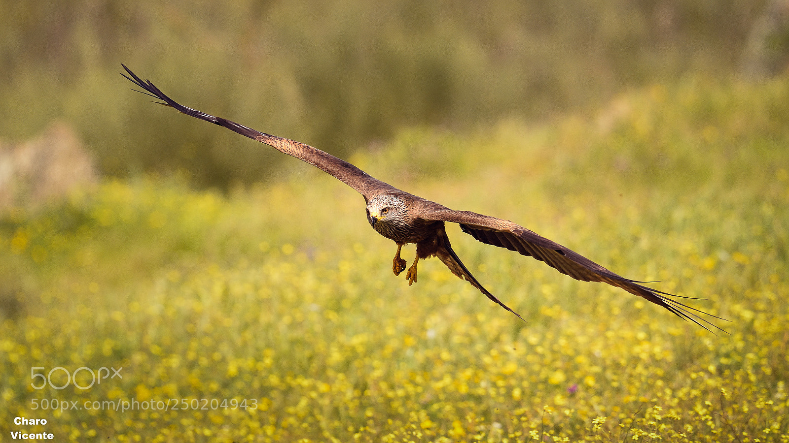 Nikon D610 sample photo. Milano negro​ (milvus migrans) photography
