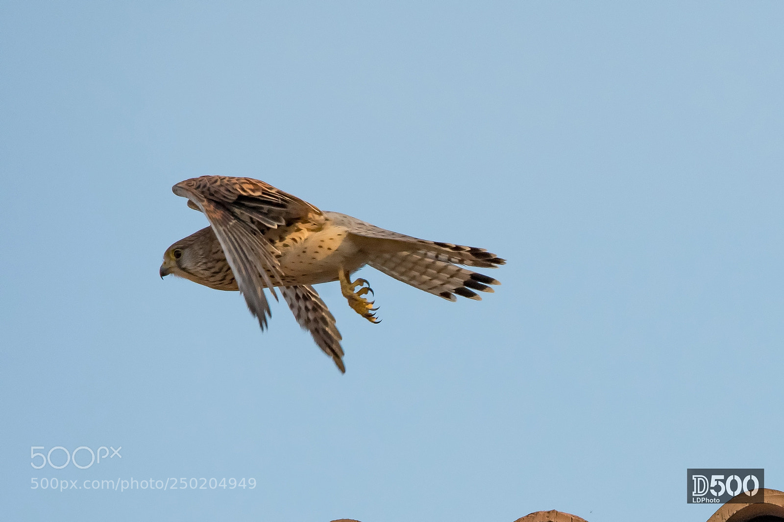 Nikon D500 sample photo. Kestrel photography