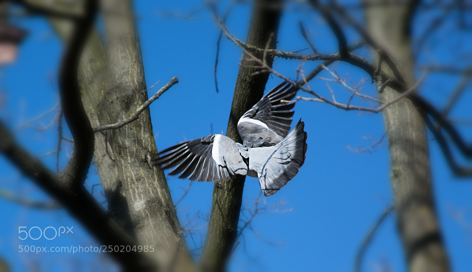 Nikon D5300 sample photo. Dove photography