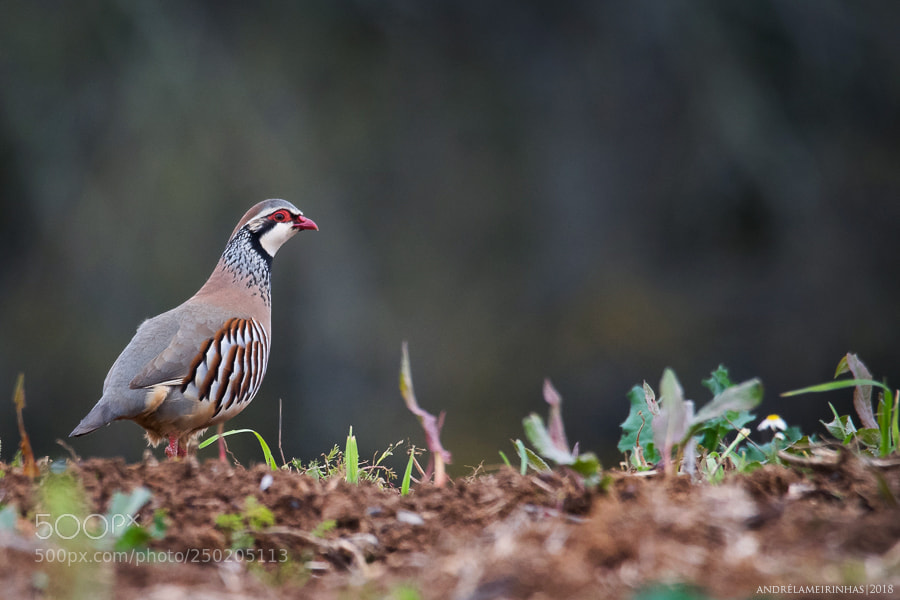 Nikon D5300 sample photo. Perdiz alectoris rufa photography