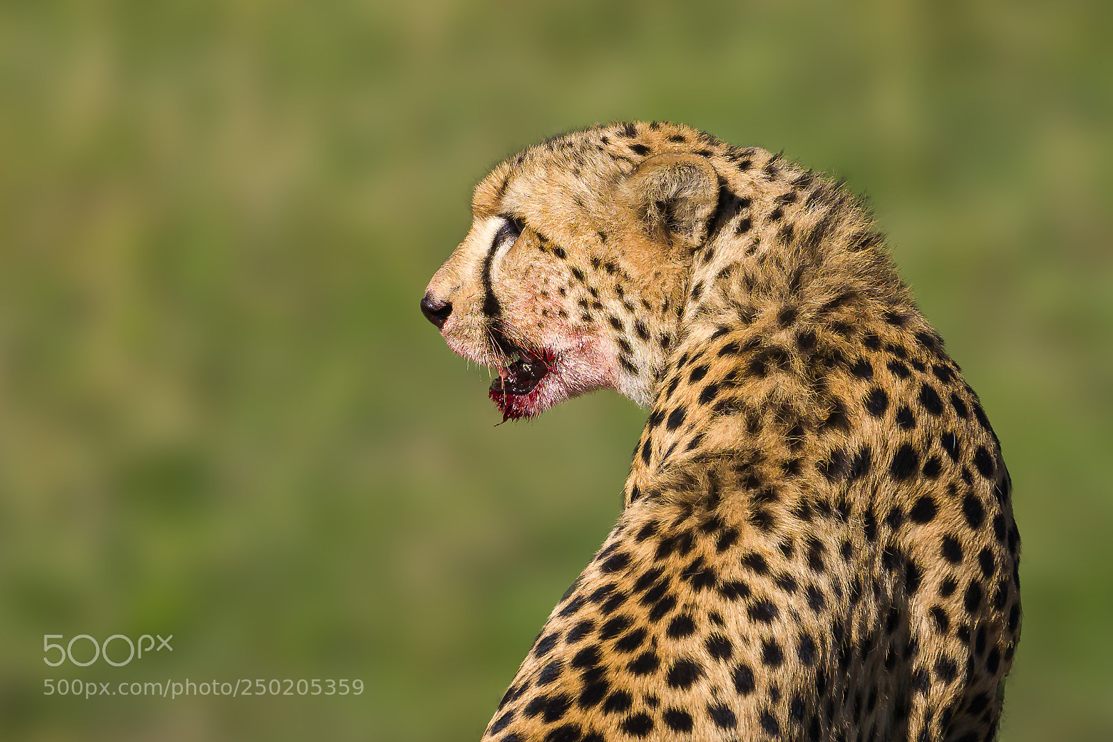 Olympus OM-D E-M1 Mark II sample photo. Portrait of a predator photography