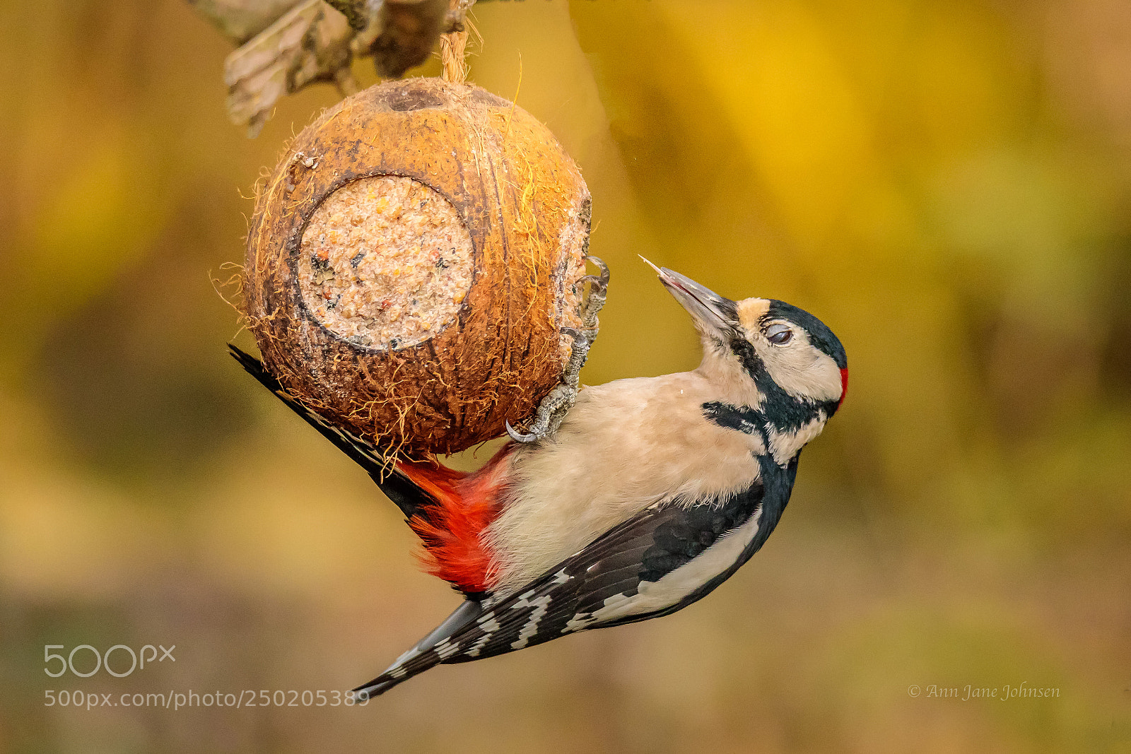 Canon EOS 5D Mark IV sample photo. Woodpecker. photography