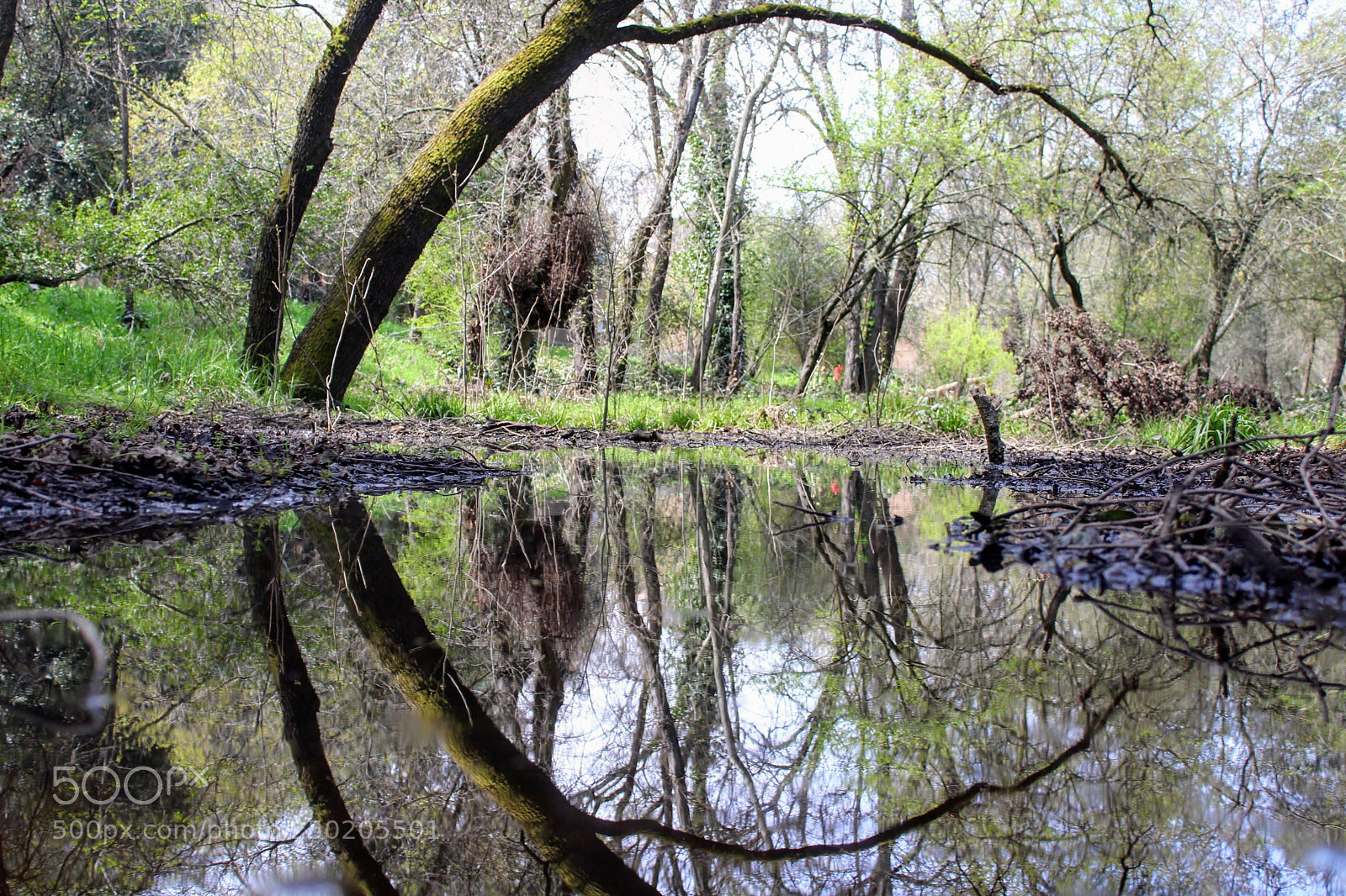 Canon EOS 1300D (EOS Rebel T6 / EOS Kiss X80) sample photo. Tree reflection photography