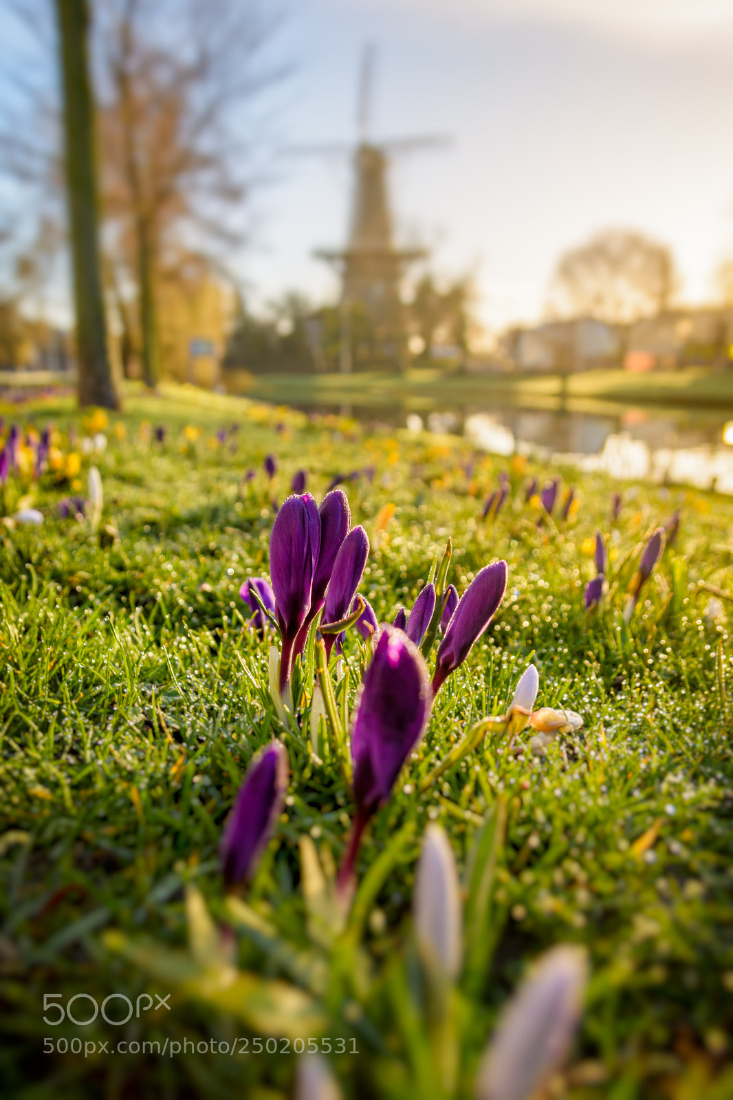 Nikon D7100 sample photo. Spring! photography