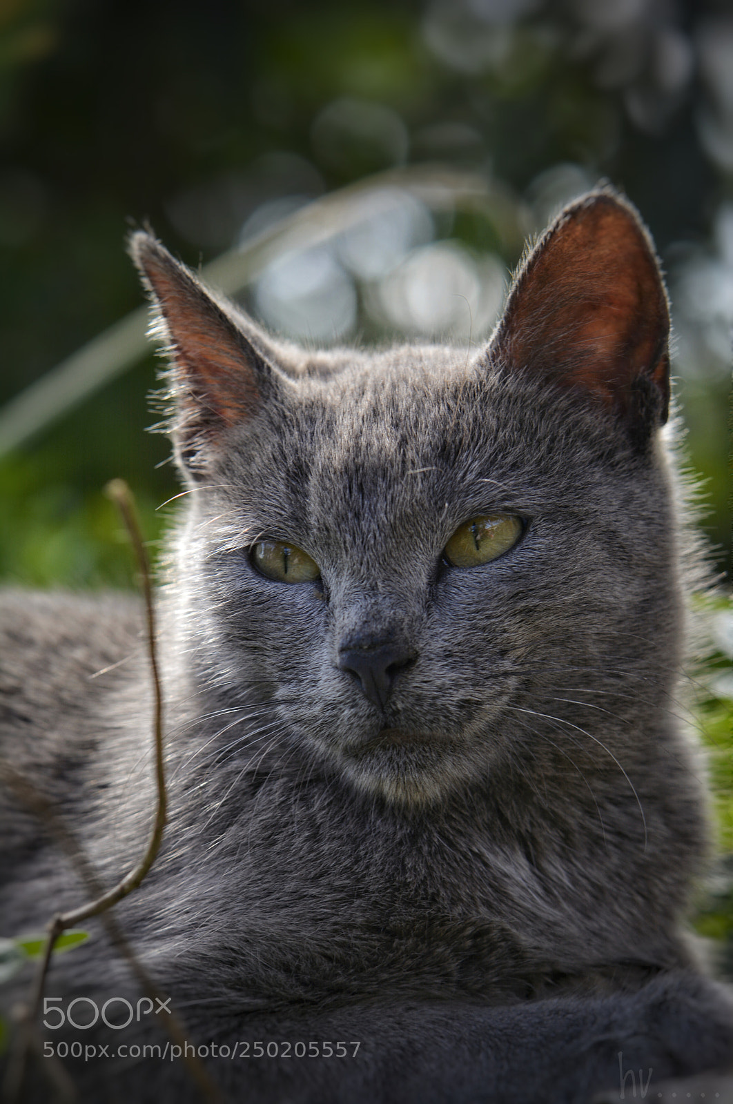 Nikon D7100 sample photo. Boyza photography