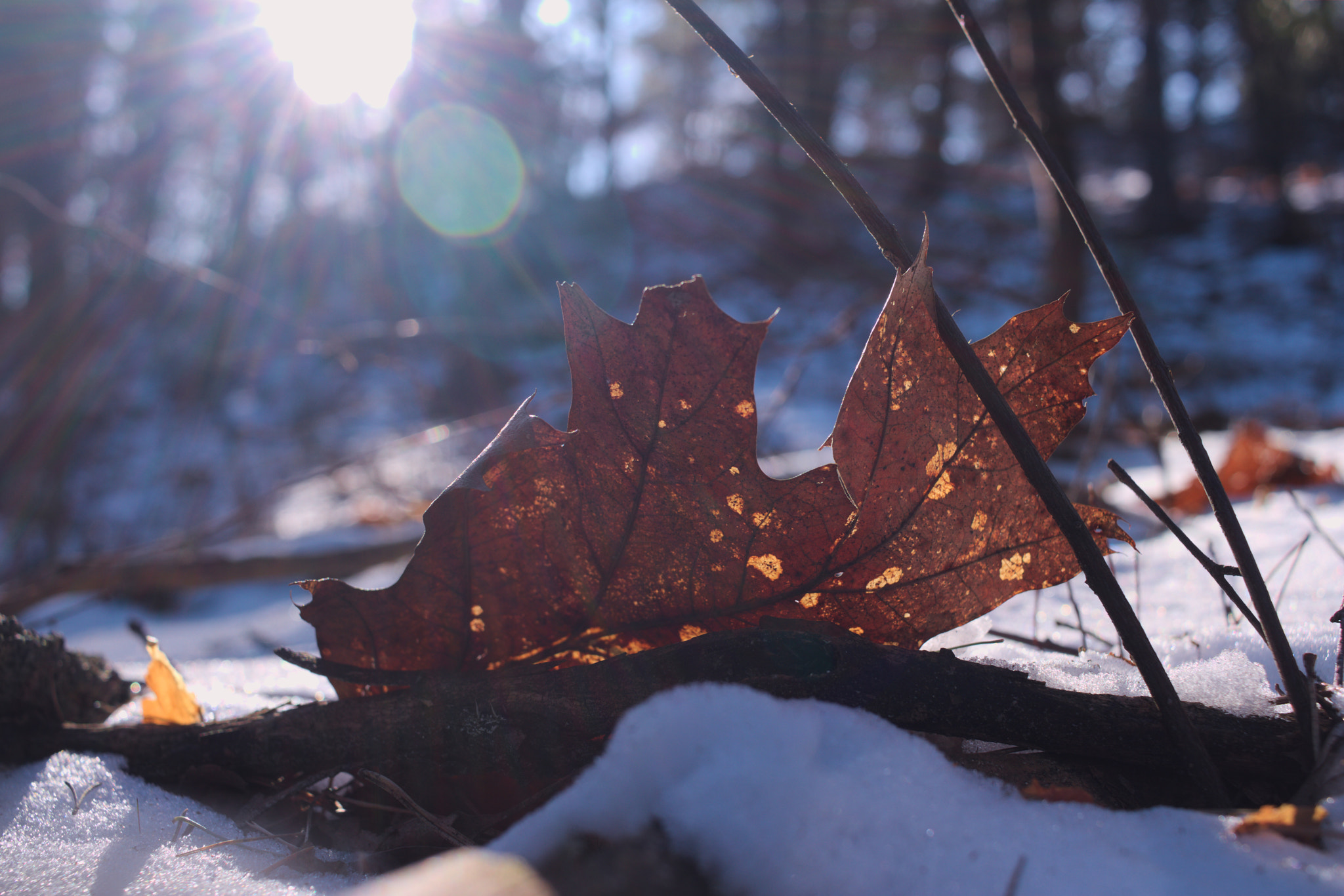 Canon EF-S 24mm F2.8 STM sample photo