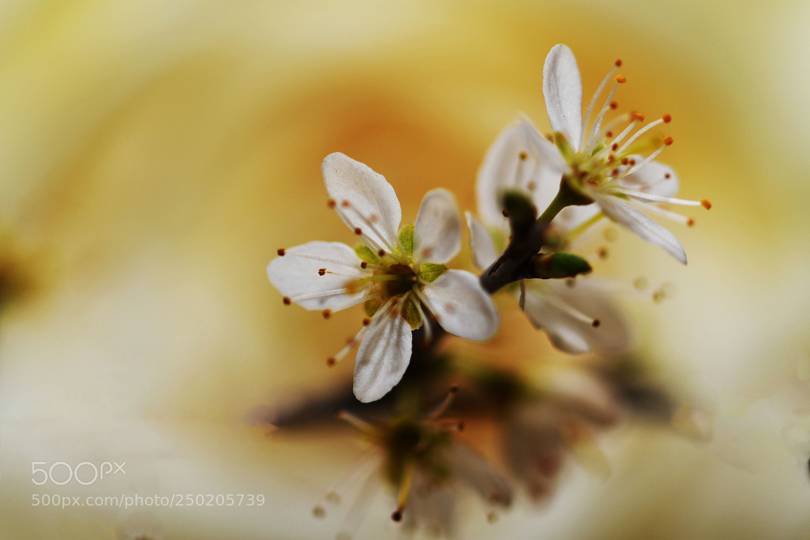 Nikon D7500 sample photo. Profumo di primavera photography