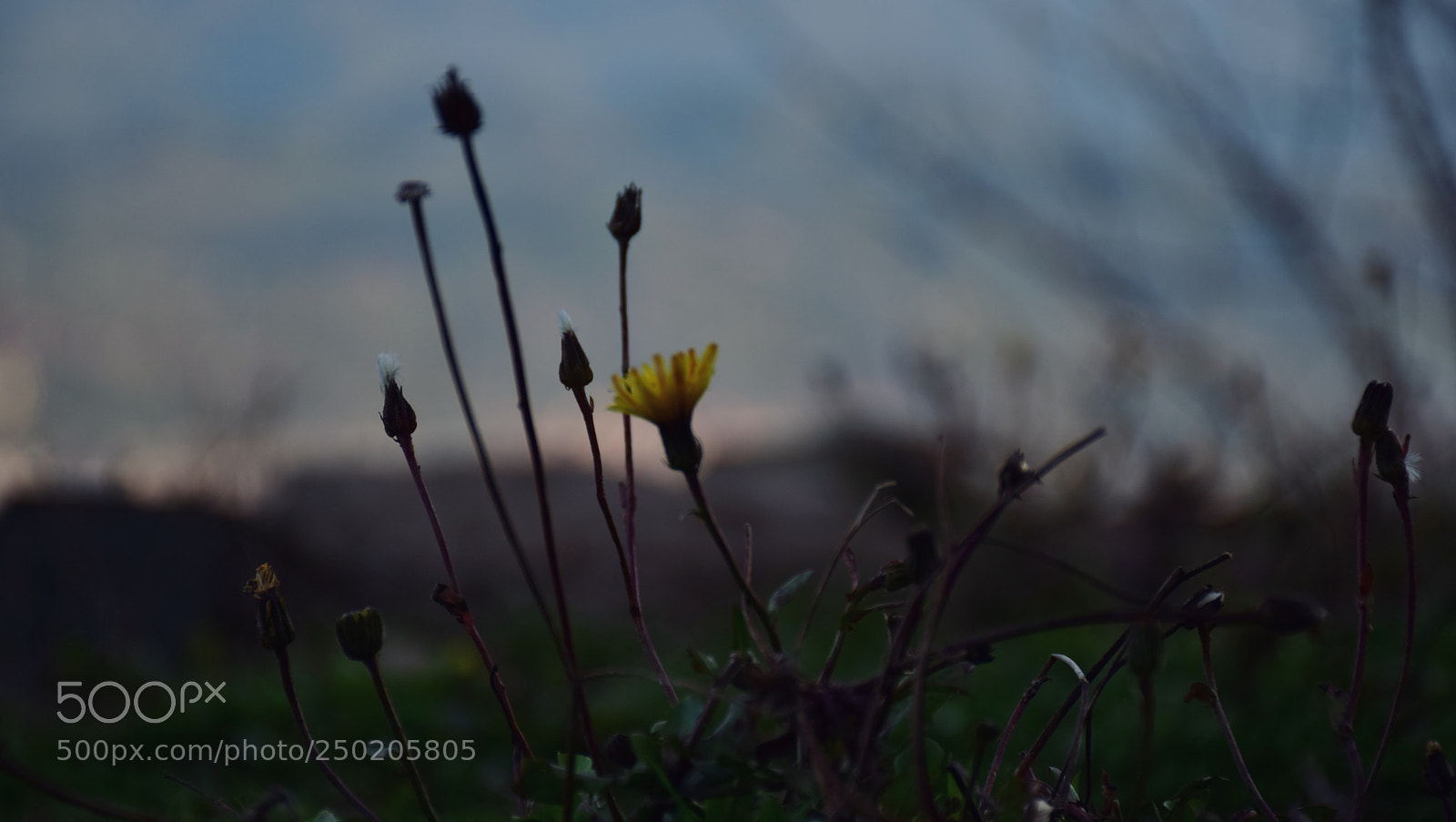 Nikon D5300 sample photo. Untitled photography