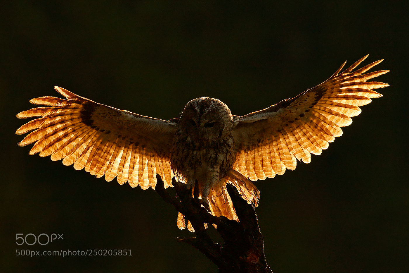 Canon EOS-1D Mark III sample photo. Tawny owl (strix aluco) photography
